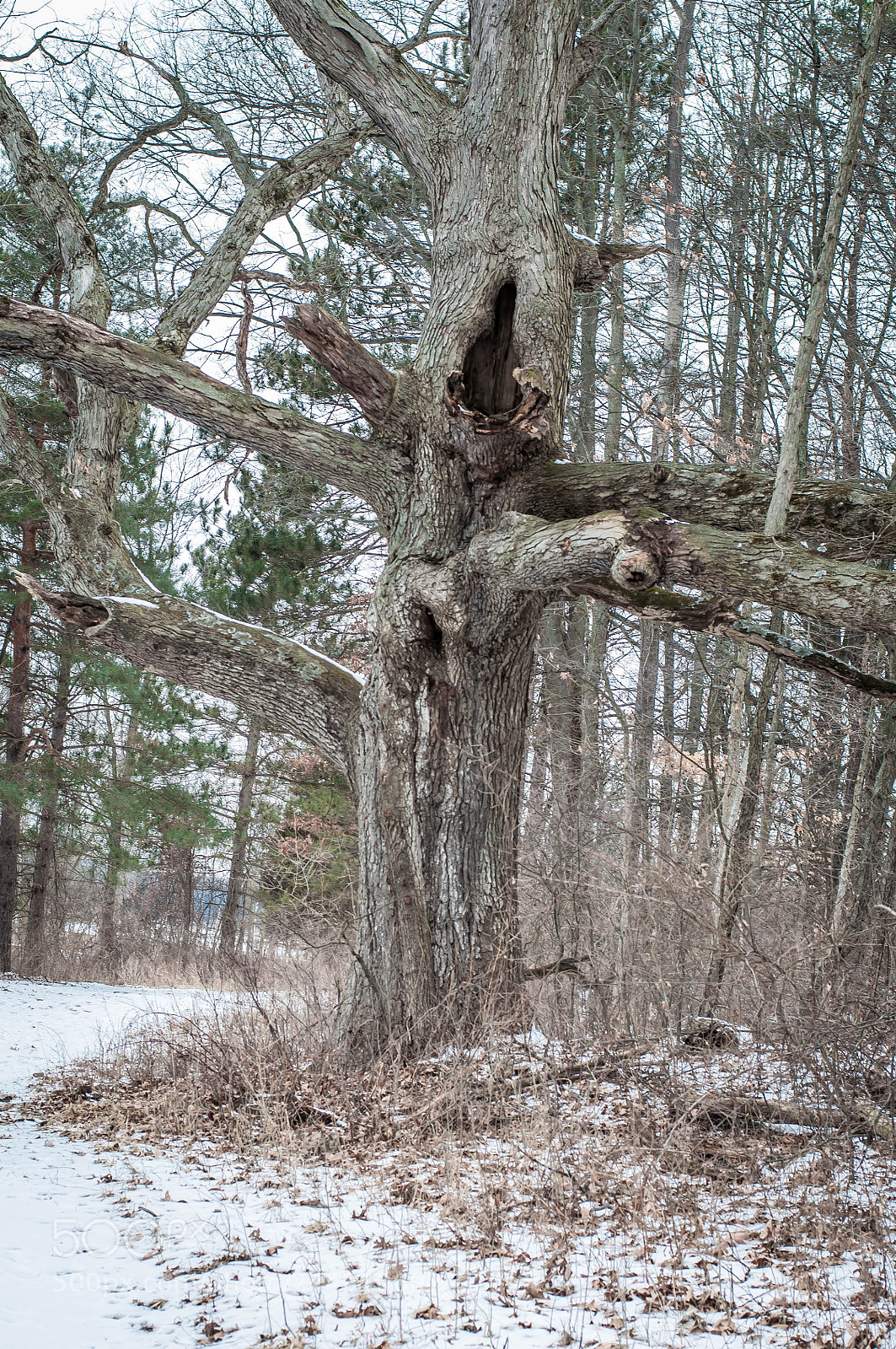 Nikon D90 sample photo. The colors of january photography