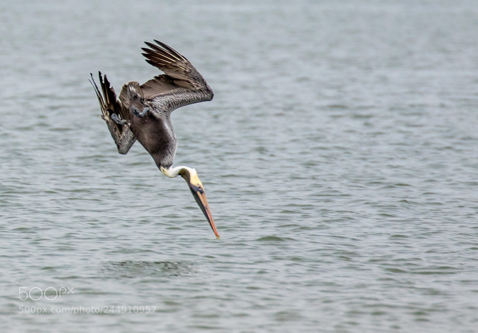 Canon EOS 7D Mark II sample photo. Pelican in steep dive photography