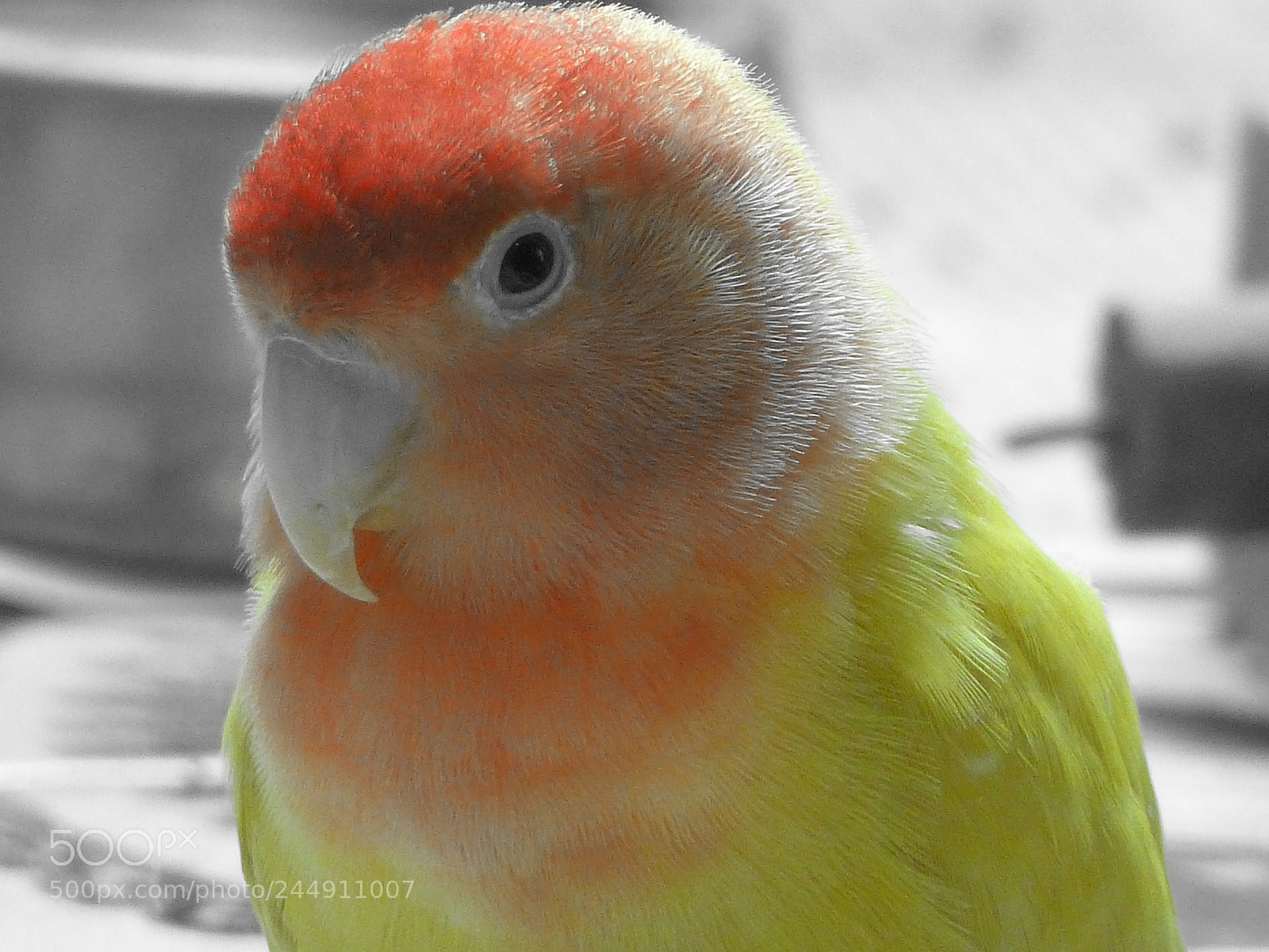 Panasonic Lumix DMC-FZ200 sample photo. P photography