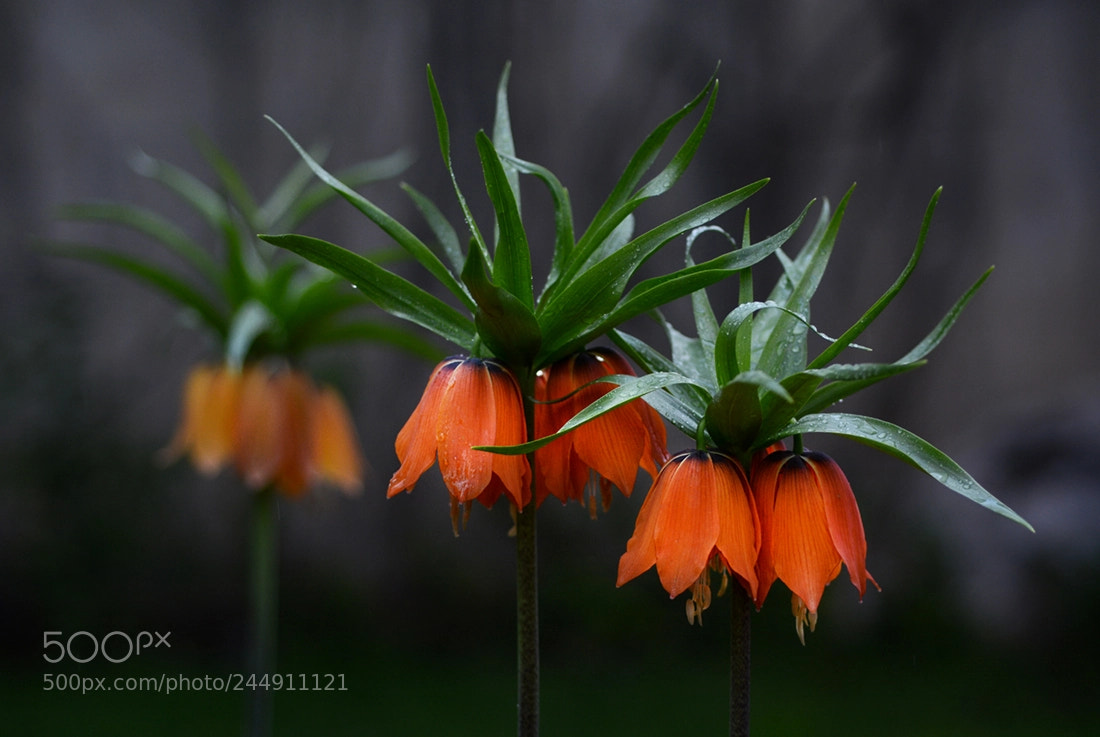 Nikon D7100 sample photo. Fritillaria imperialis photography