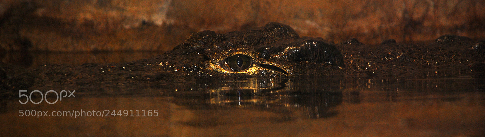Nikon D80 sample photo. Pamela at bronx zoo photography