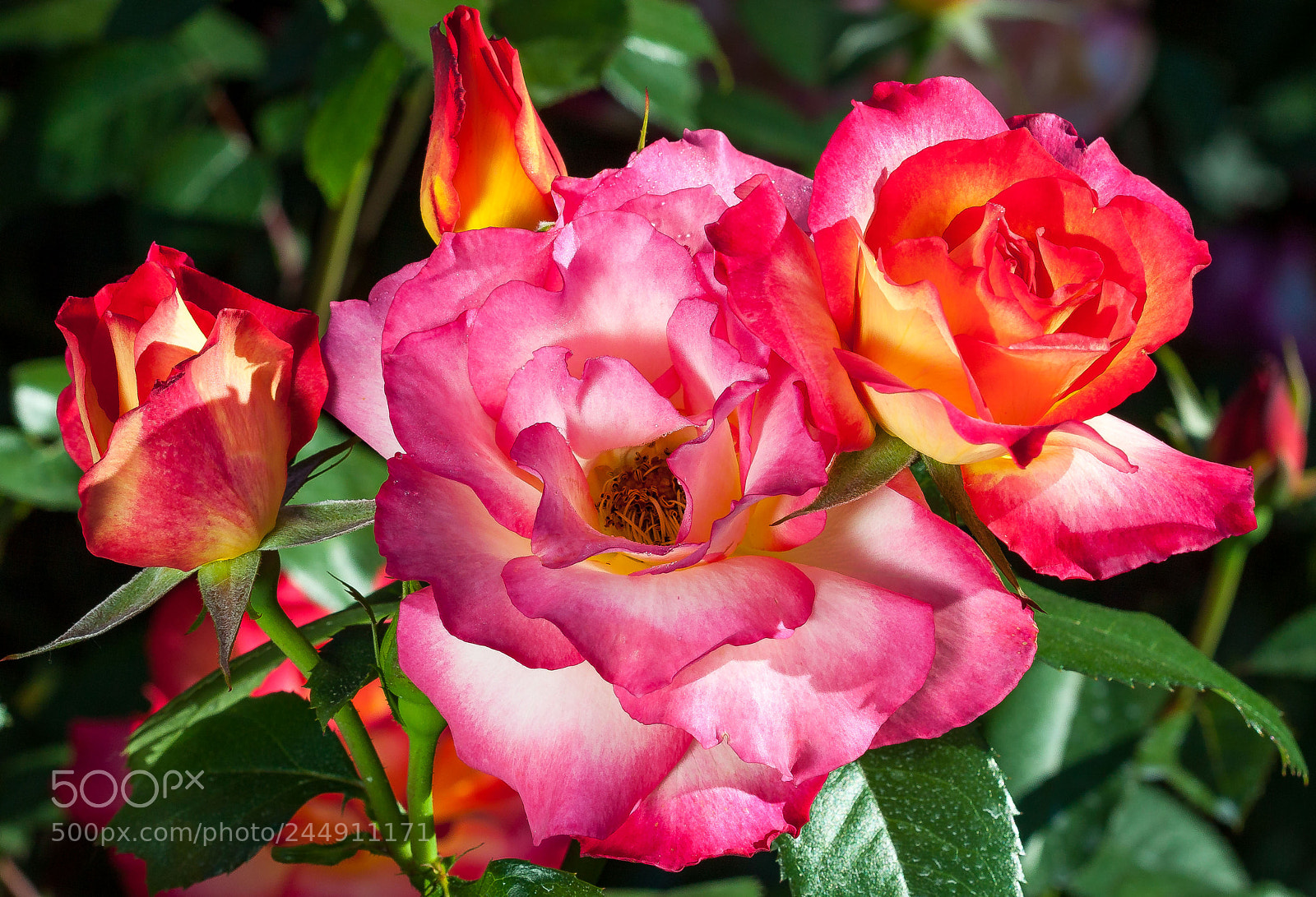 Canon EOS 50D sample photo. Roses photography