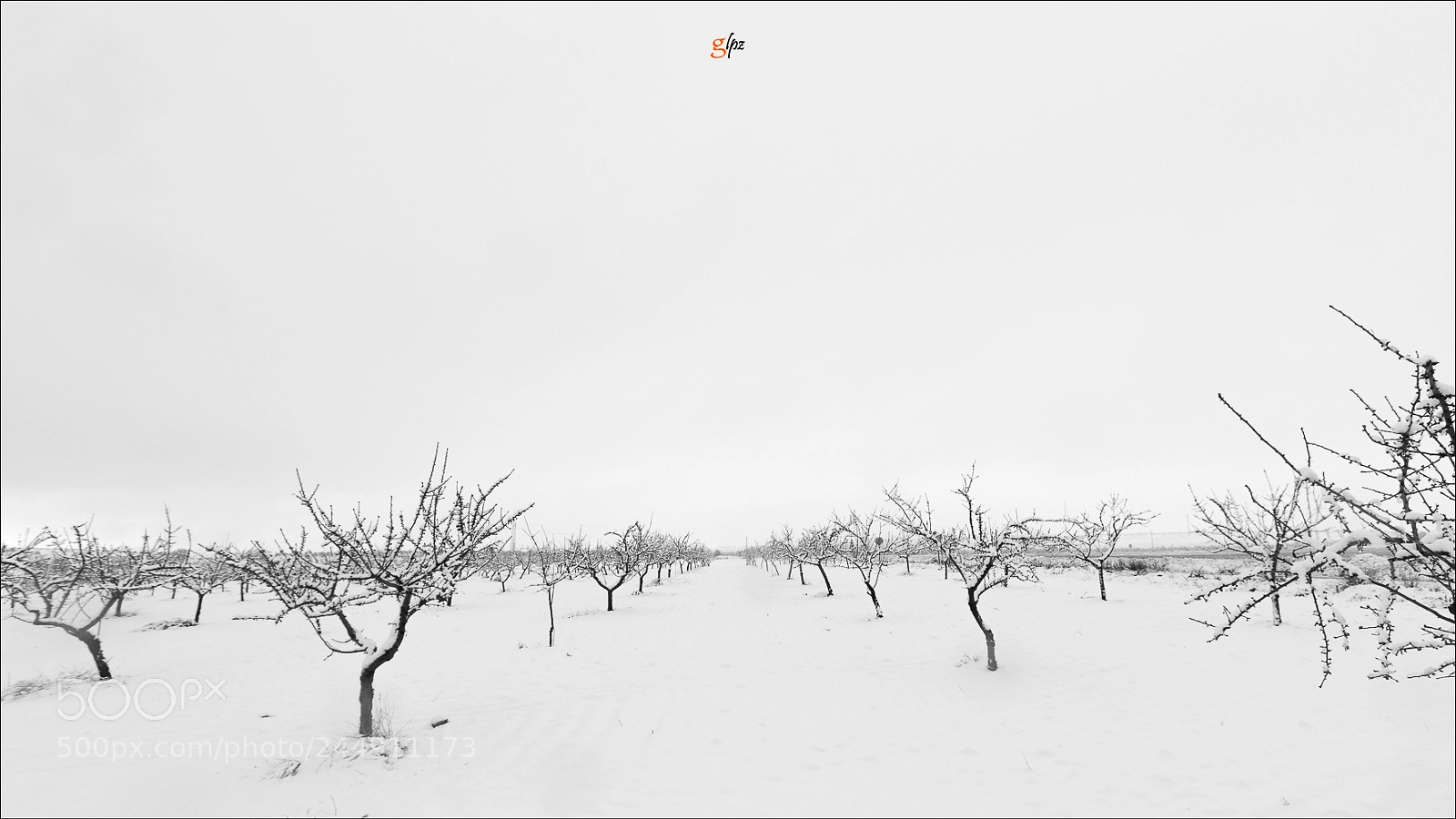 Canon EOS 550D (EOS Rebel T2i / EOS Kiss X4) sample photo. Almendros nevados photography