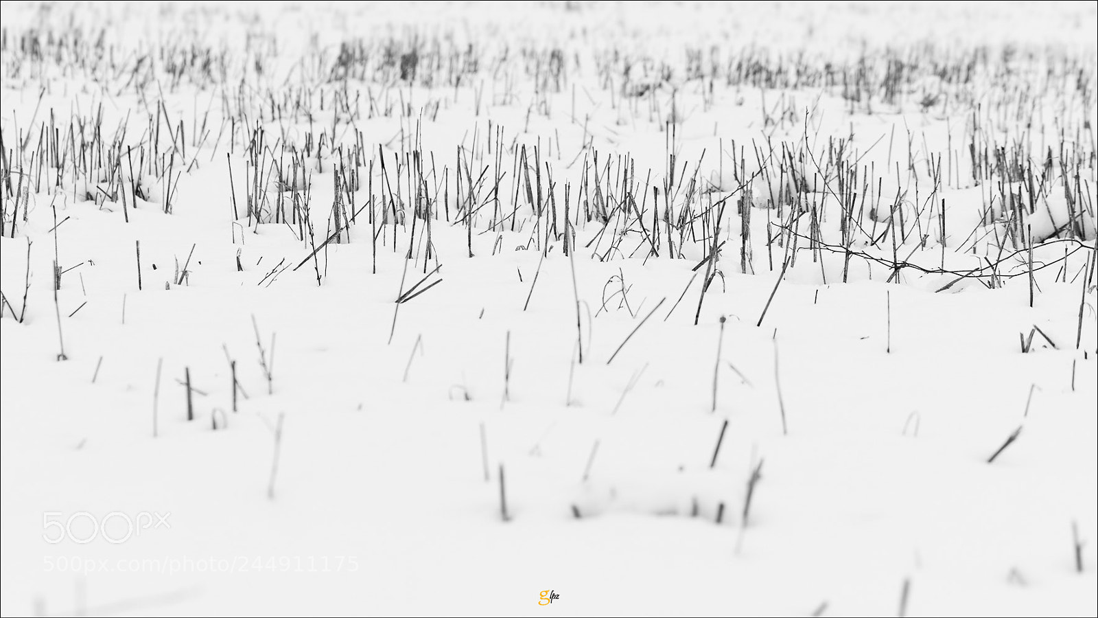 Canon EOS 550D (EOS Rebel T2i / EOS Kiss X4) sample photo. Entre la nieve photography