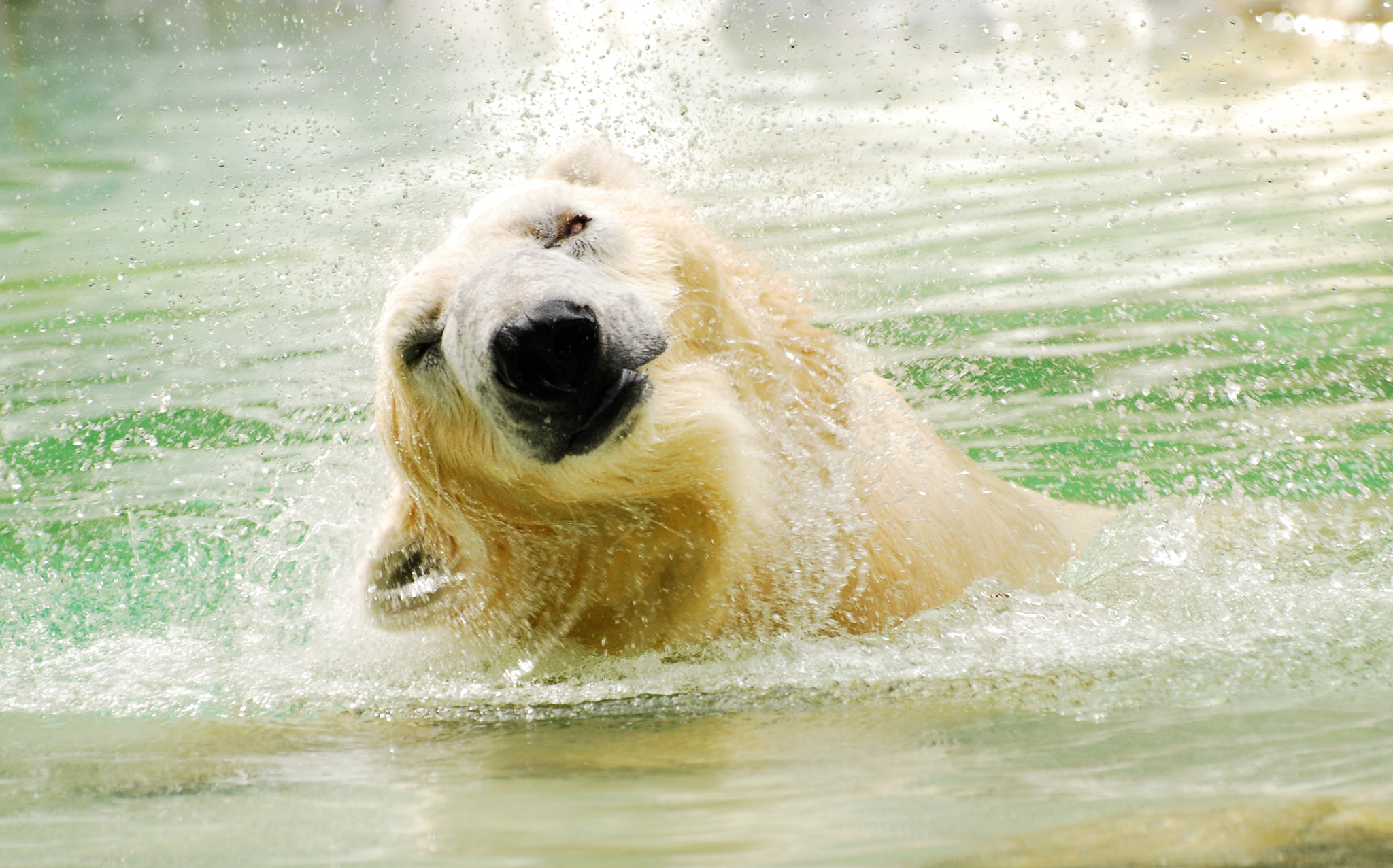 Nikon D80 sample photo. Tundra at bronx zoo, ny . hand held, no filters. photography