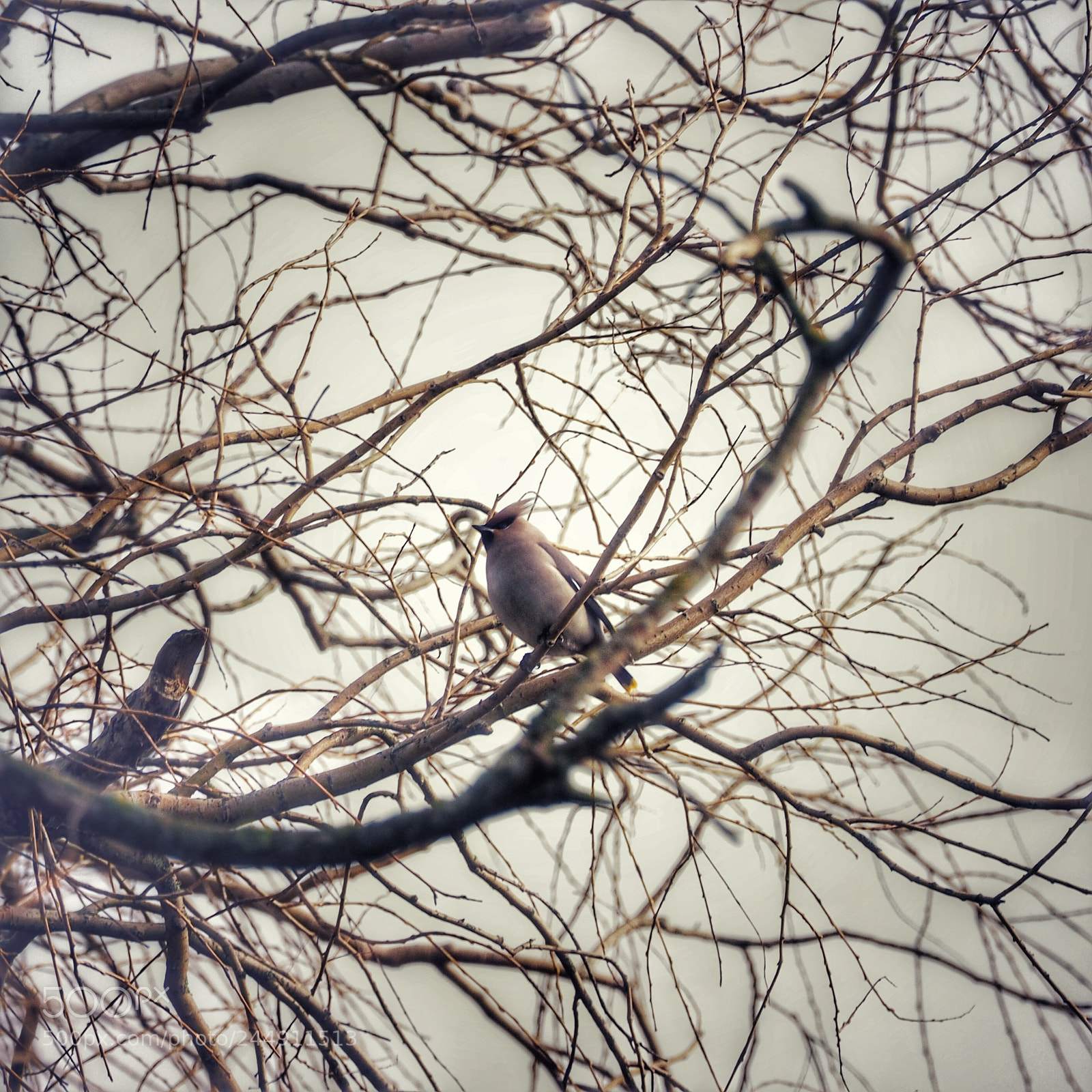 Olympus OM-D E-M1 sample photo. Pestvogel photography