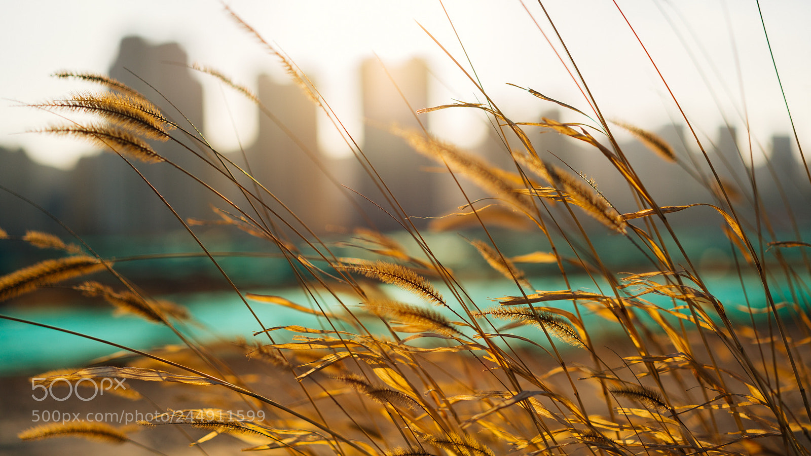 Sony a7R II sample photo. Untitled photography