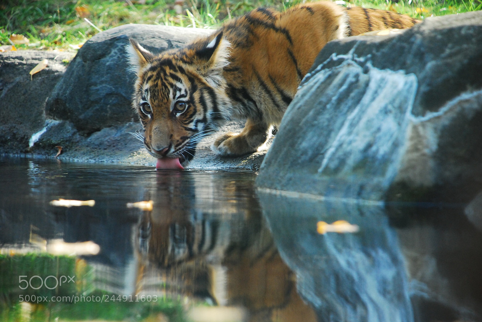 Nikon D80 sample photo. Asian tiger cub. bronx photography