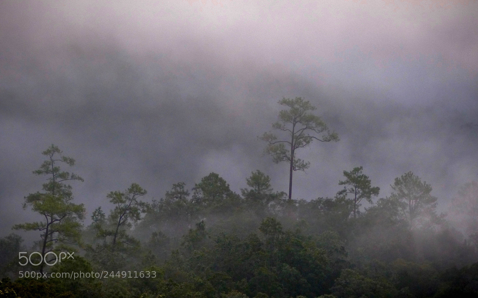 Panasonic Lumix DMC-FZ200 sample photo. Foggy morning photography