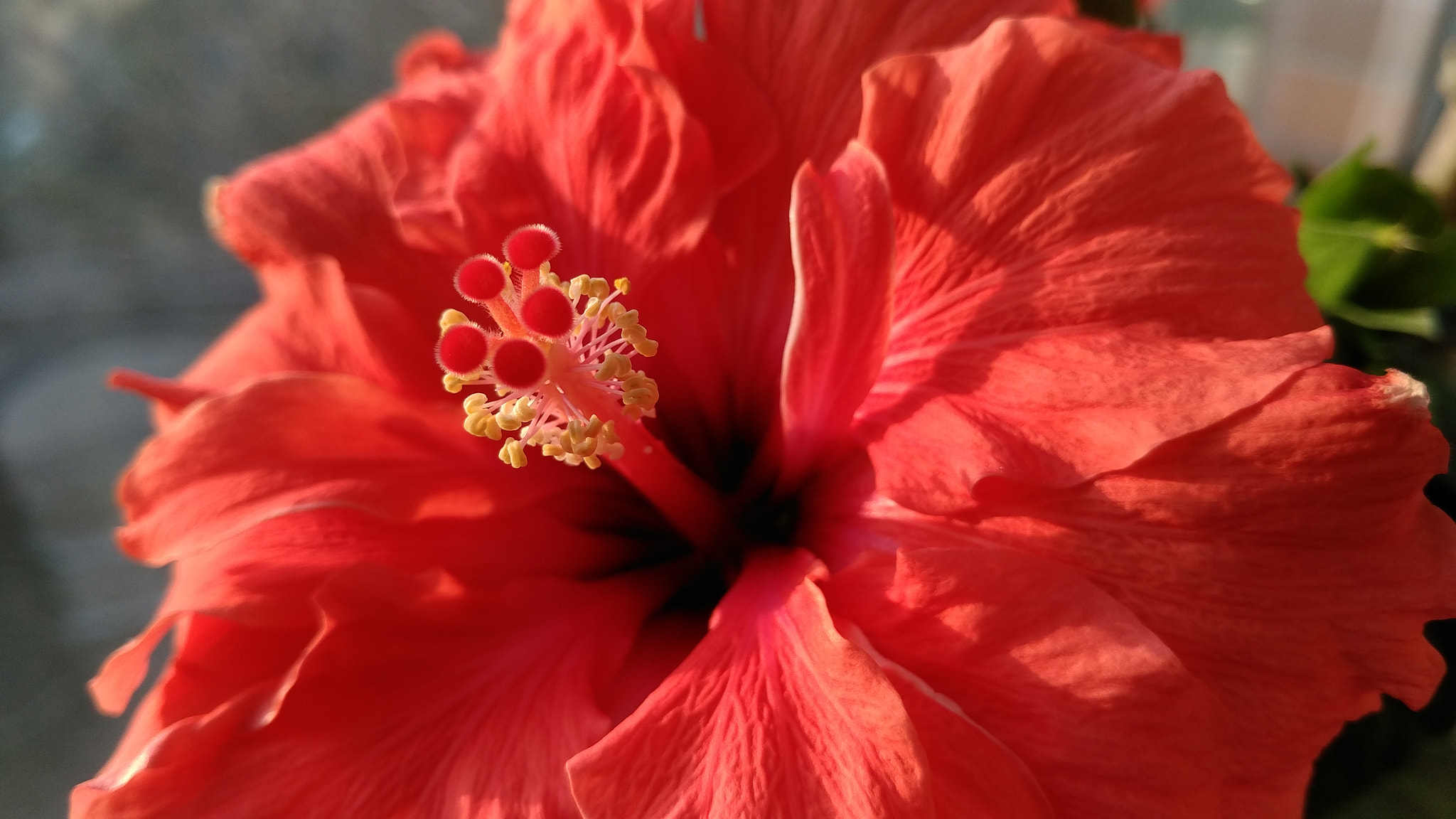 Letv X900 sample photo. 今日打春 花开正好 photography