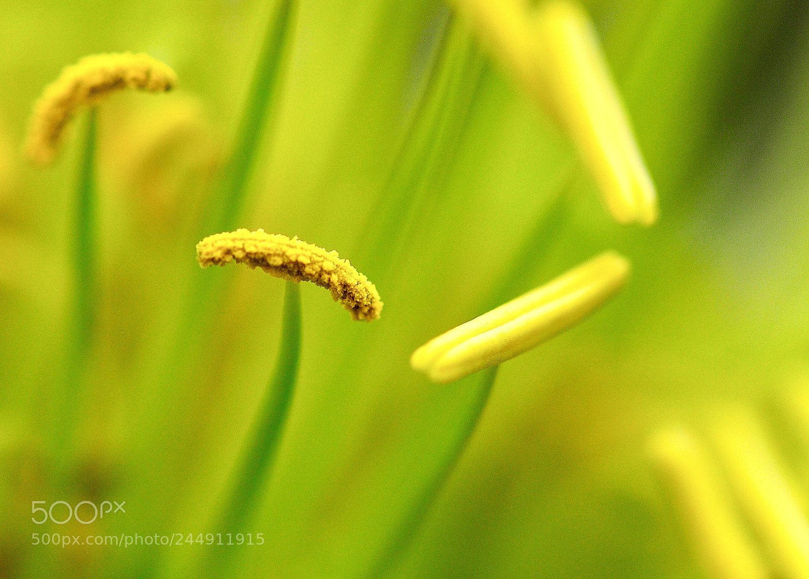 Nikon D700 sample photo. Flower2 photography
