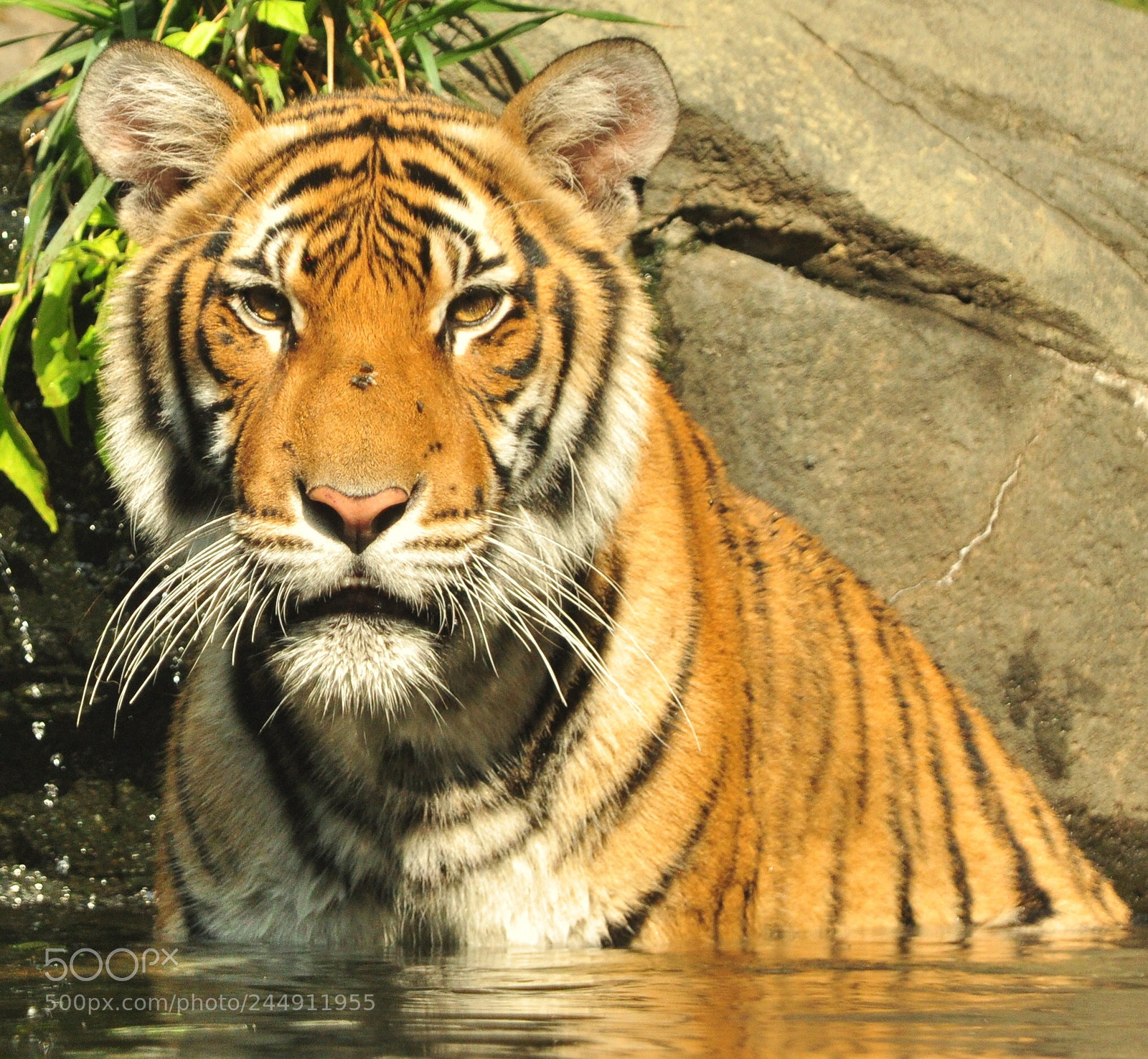Nikon D90 sample photo. Amur tiger cub .bronx photography