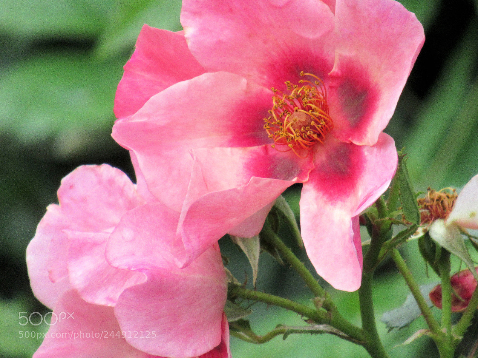 Canon PowerShot SX620 HS sample photo. Bishops flower photography