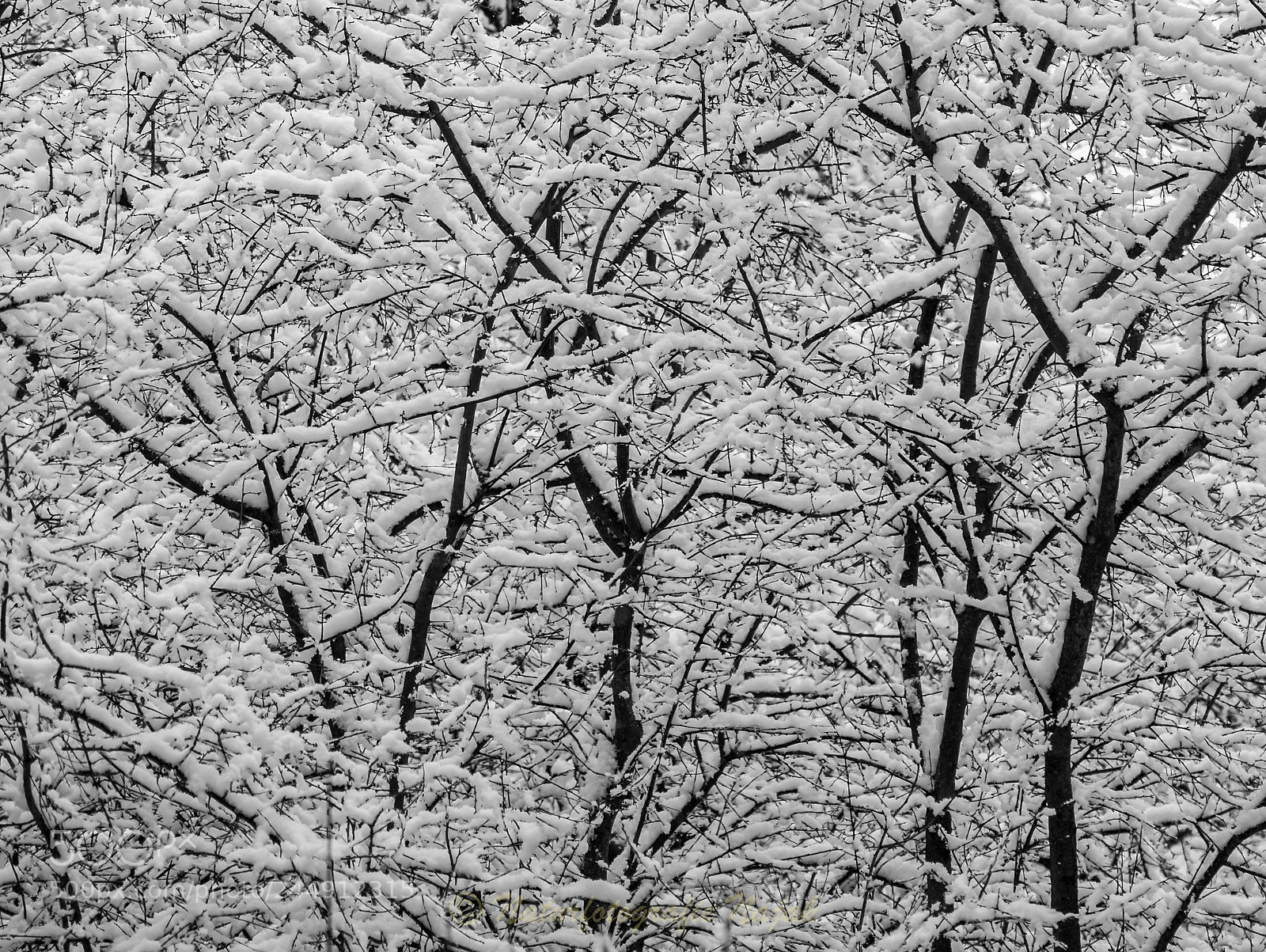 Olympus PEN-F sample photo. Bizarre winter world photography