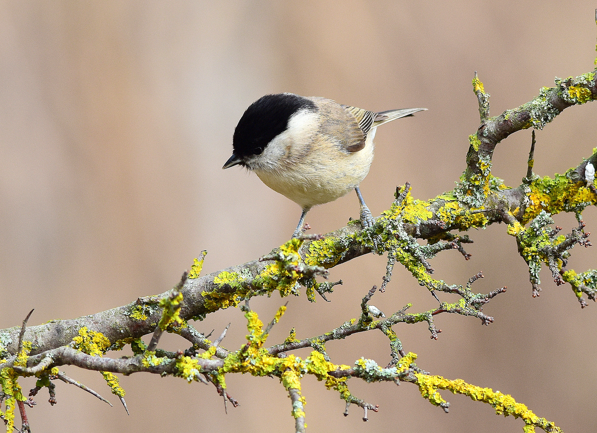Sigma 150-500mm F5-6.3 DG OS HSM sample photo. Cincia bigia photography