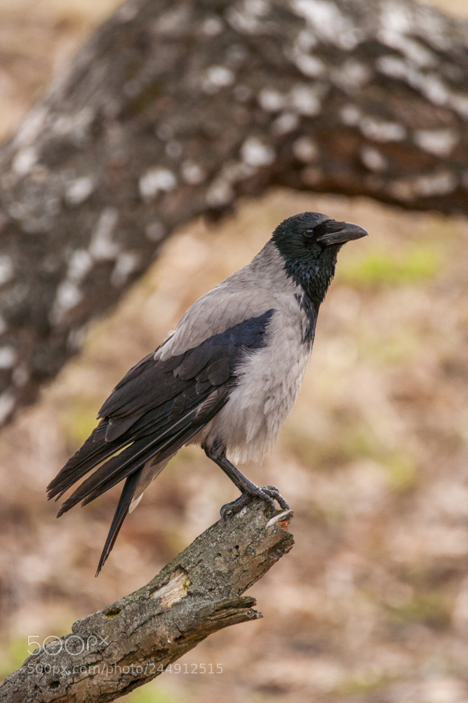 Canon EOS 350D (EOS Digital Rebel XT / EOS Kiss Digital N) sample photo. Hooded crow (corvus cornix) photography