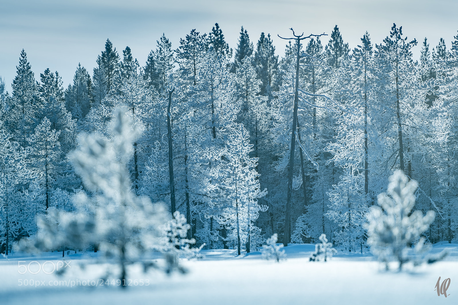 Nikon D5 sample photo. Snow in soft blue photography