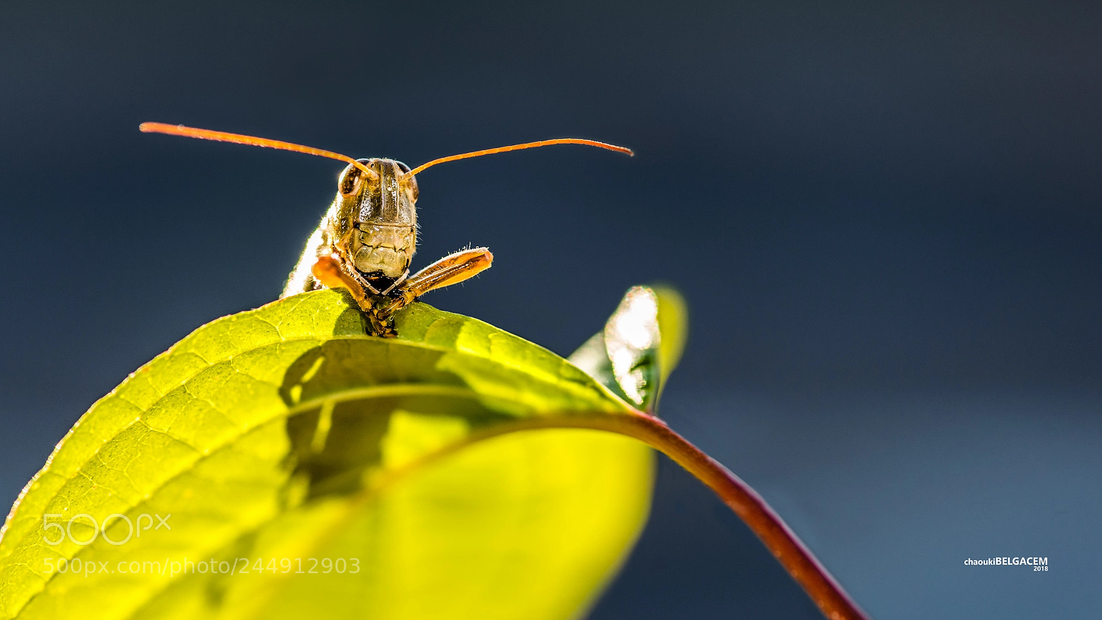 Nikon D610 sample photo. Sunbath photography