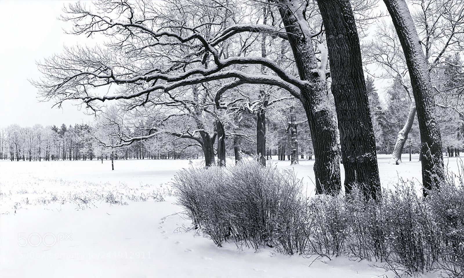 Canon EOS 50D sample photo. Nature, landscape, trees, bw photography