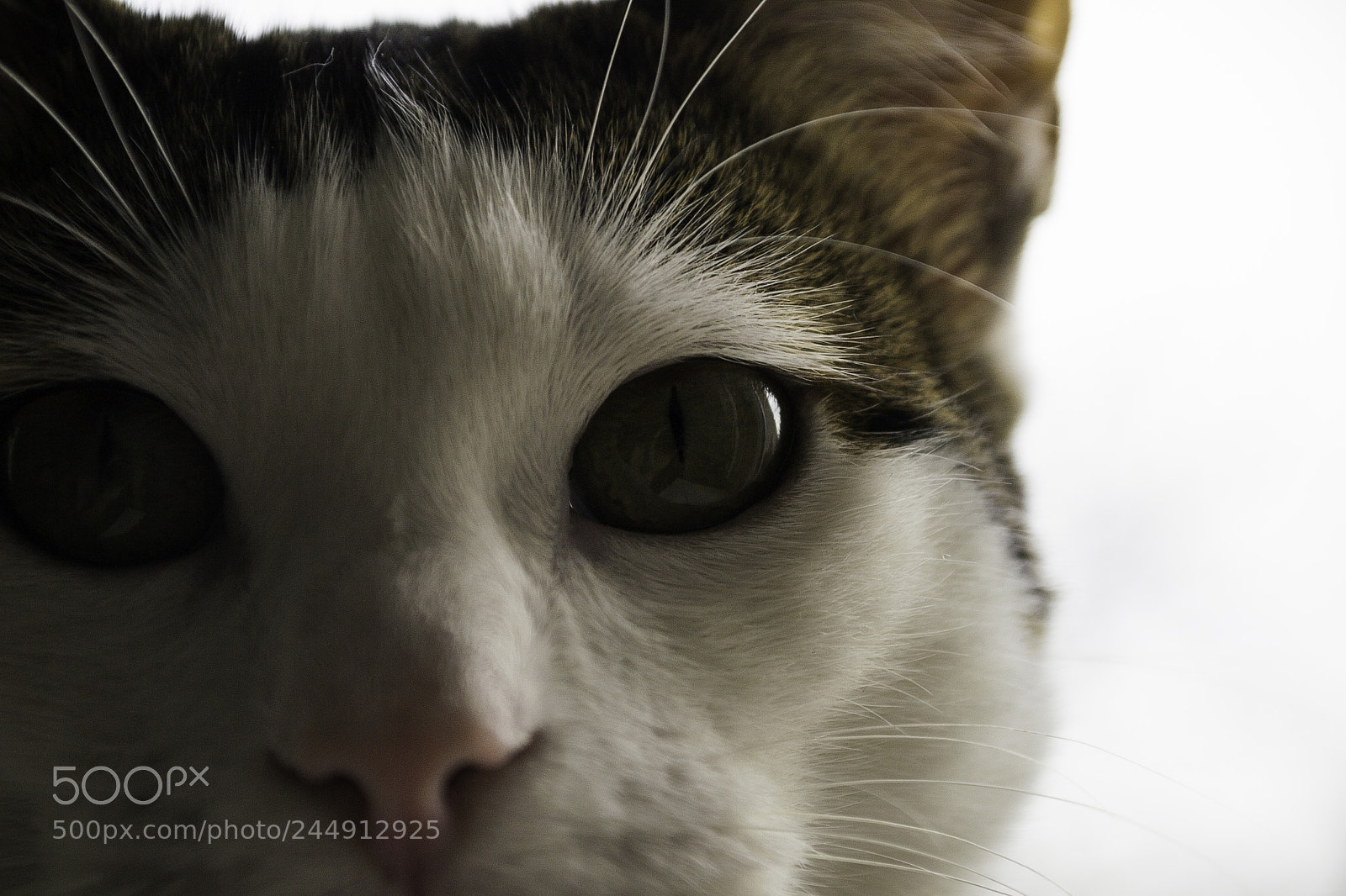 Nikon D3100 sample photo. Cats portrait photography