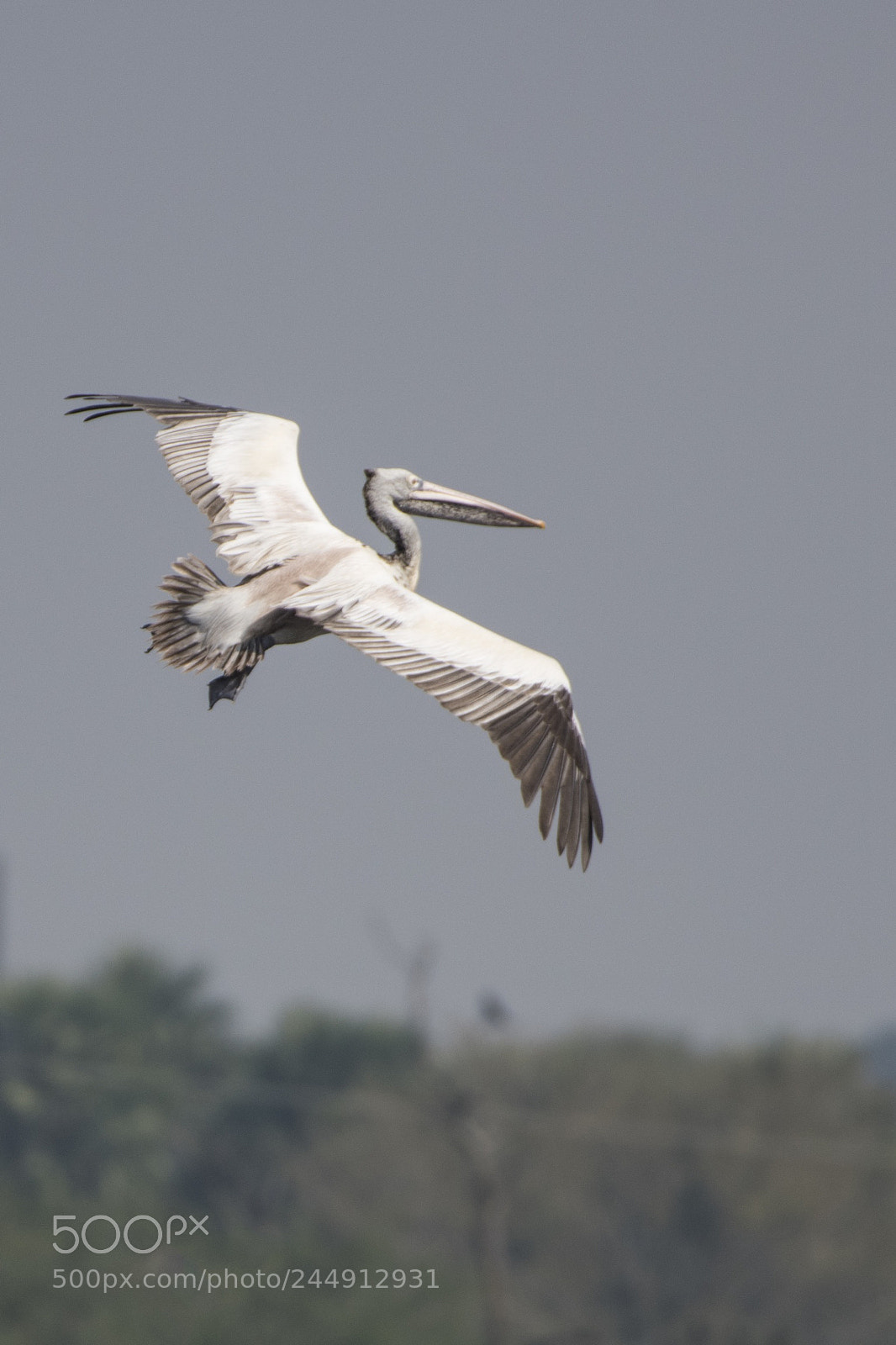 Nikon D850 sample photo. Vedanthangal photography