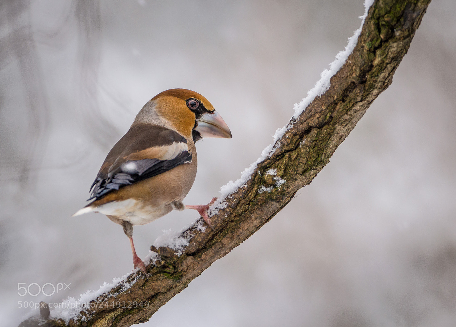 Nikon D5100 sample photo. Hawfinch photography