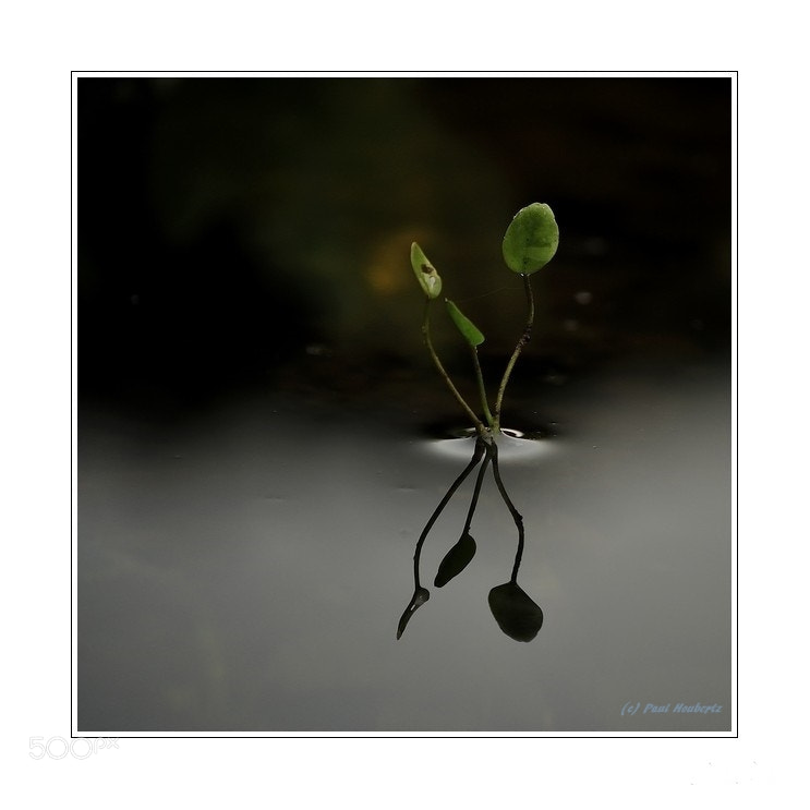 Nikon D3000 sample photo. Reflections photography