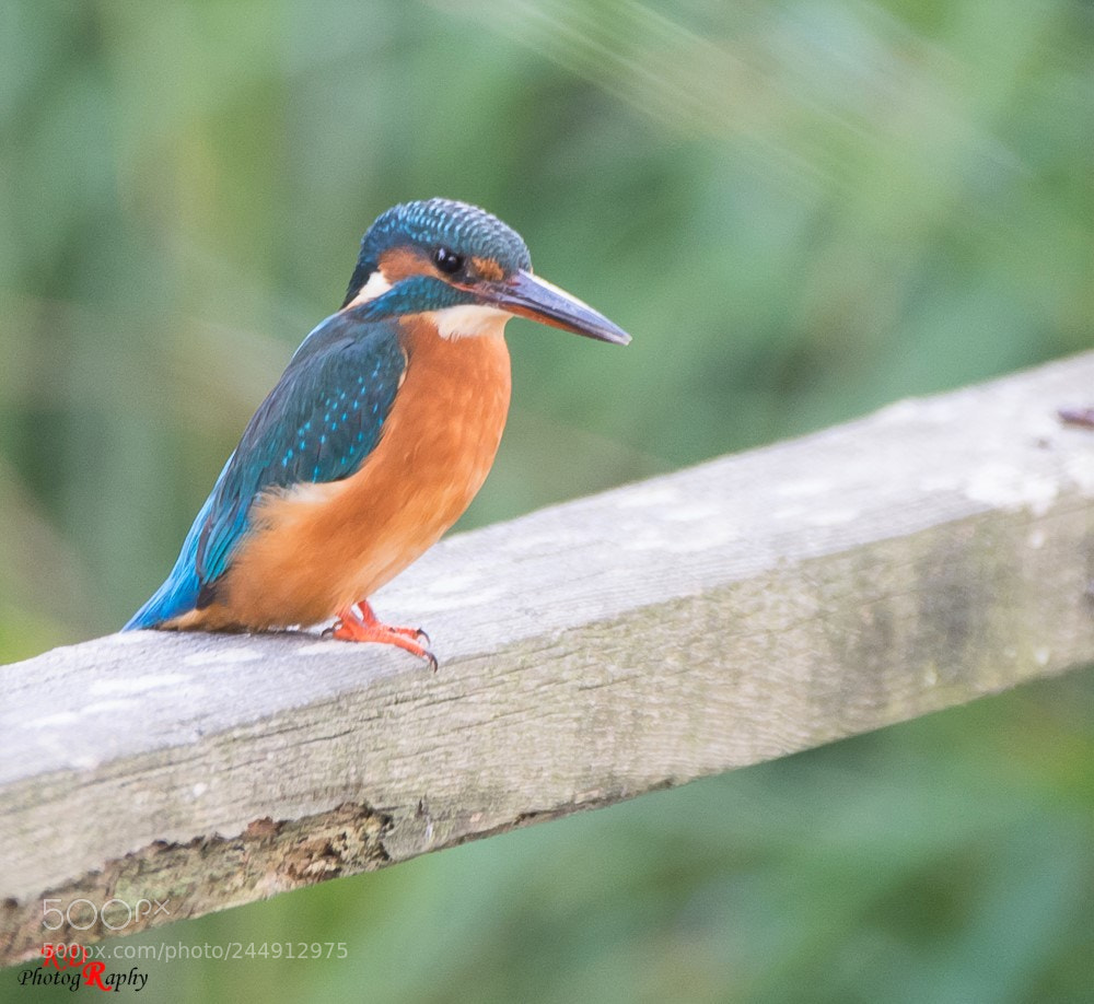Nikon D7100 sample photo. Ewelme kingfisher photography