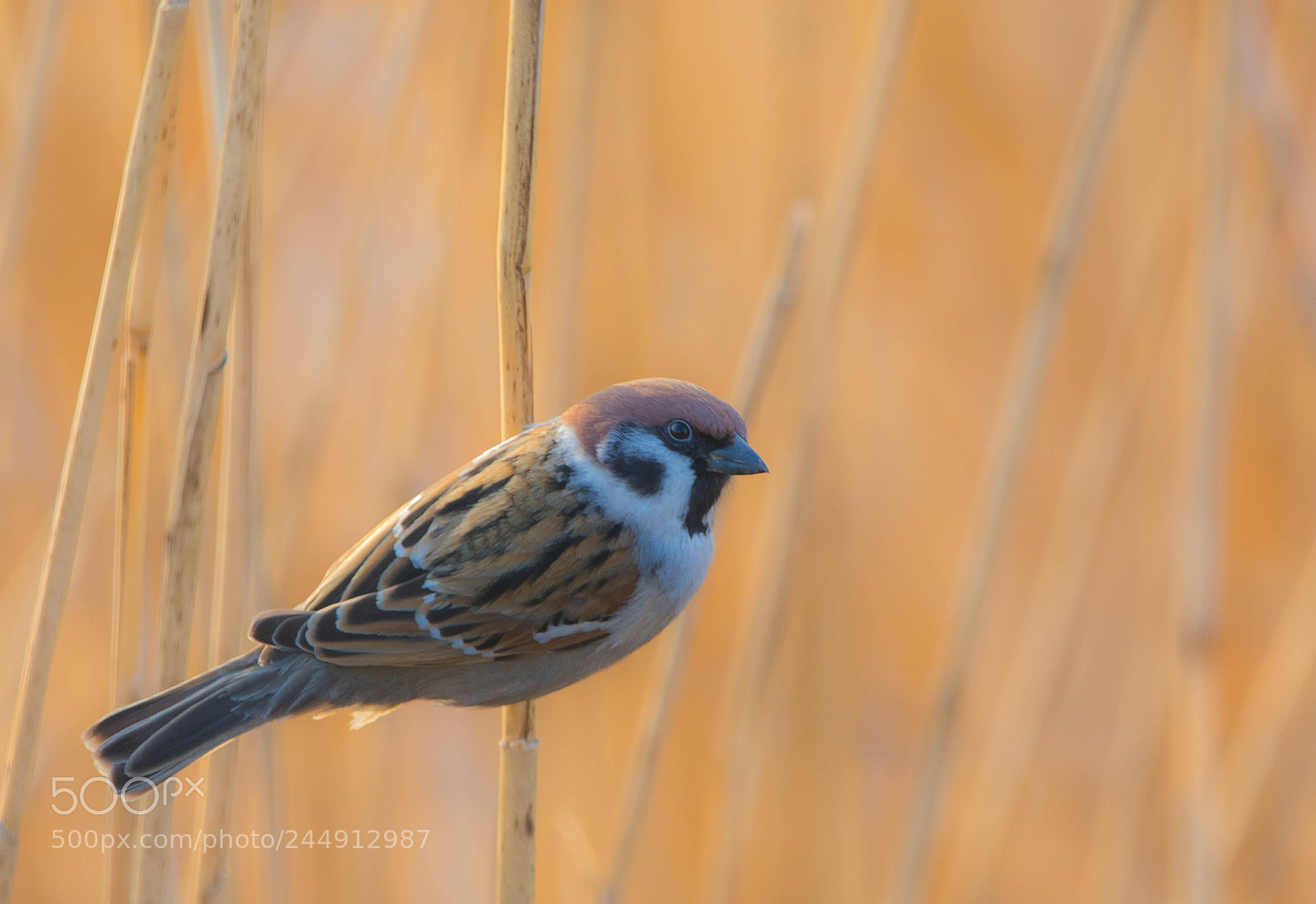 Nikon D7100 sample photo. Passer montanus photography