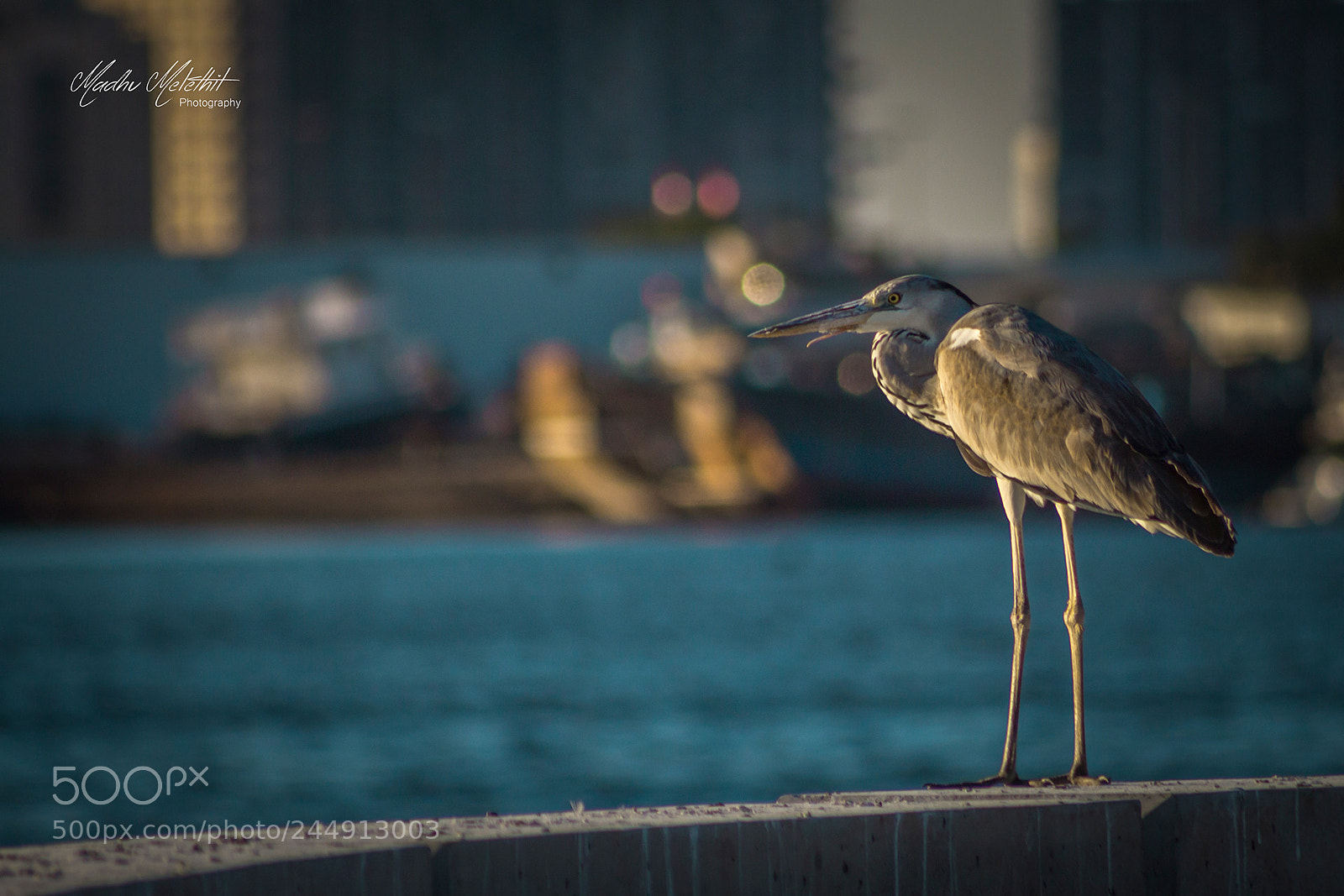 Canon EOS 650D (EOS Rebel T4i / EOS Kiss X6i) sample photo. Dubai creek harbour bird photography