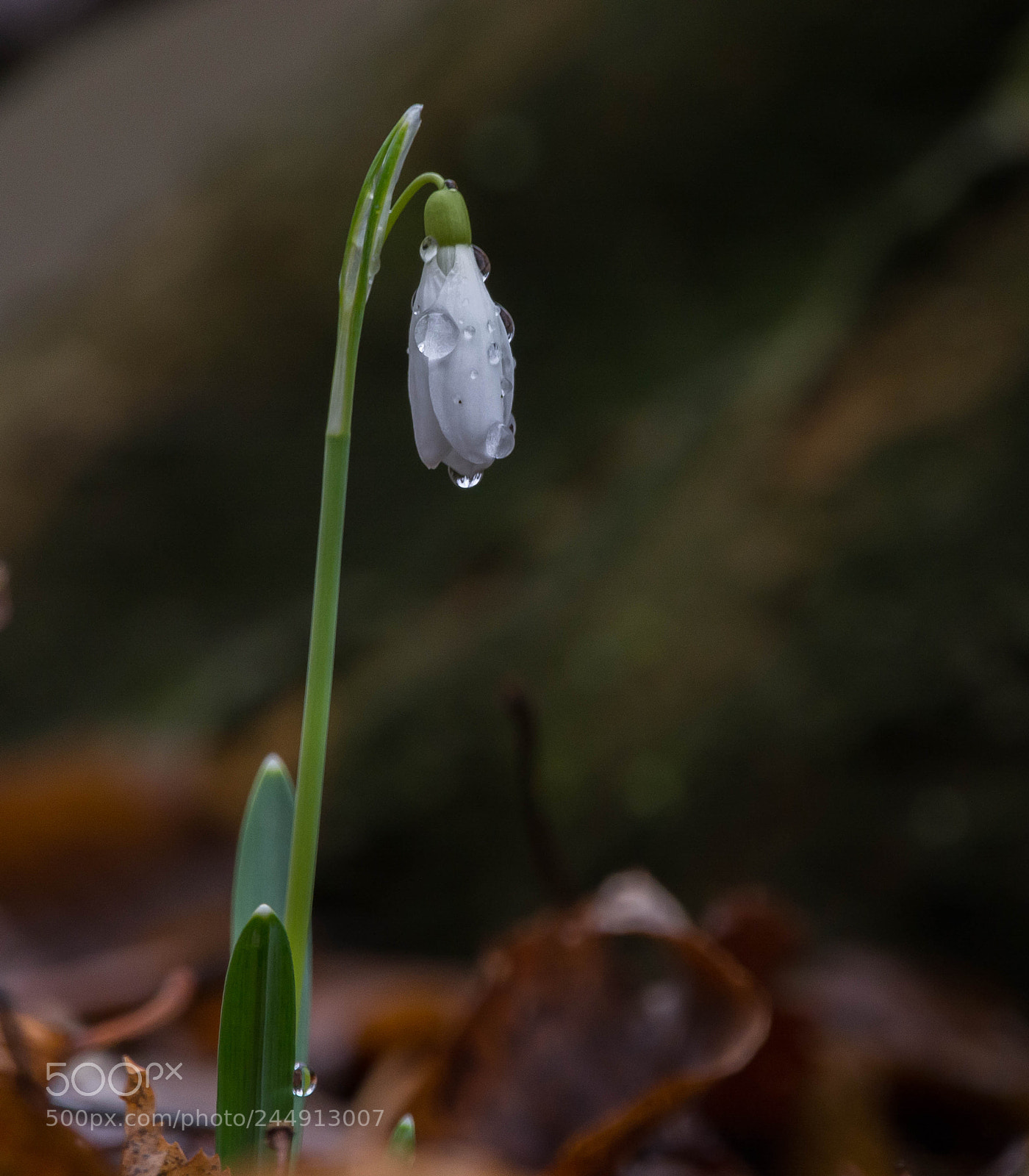 Nikon D7100 sample photo. Galanthus nivalis photography