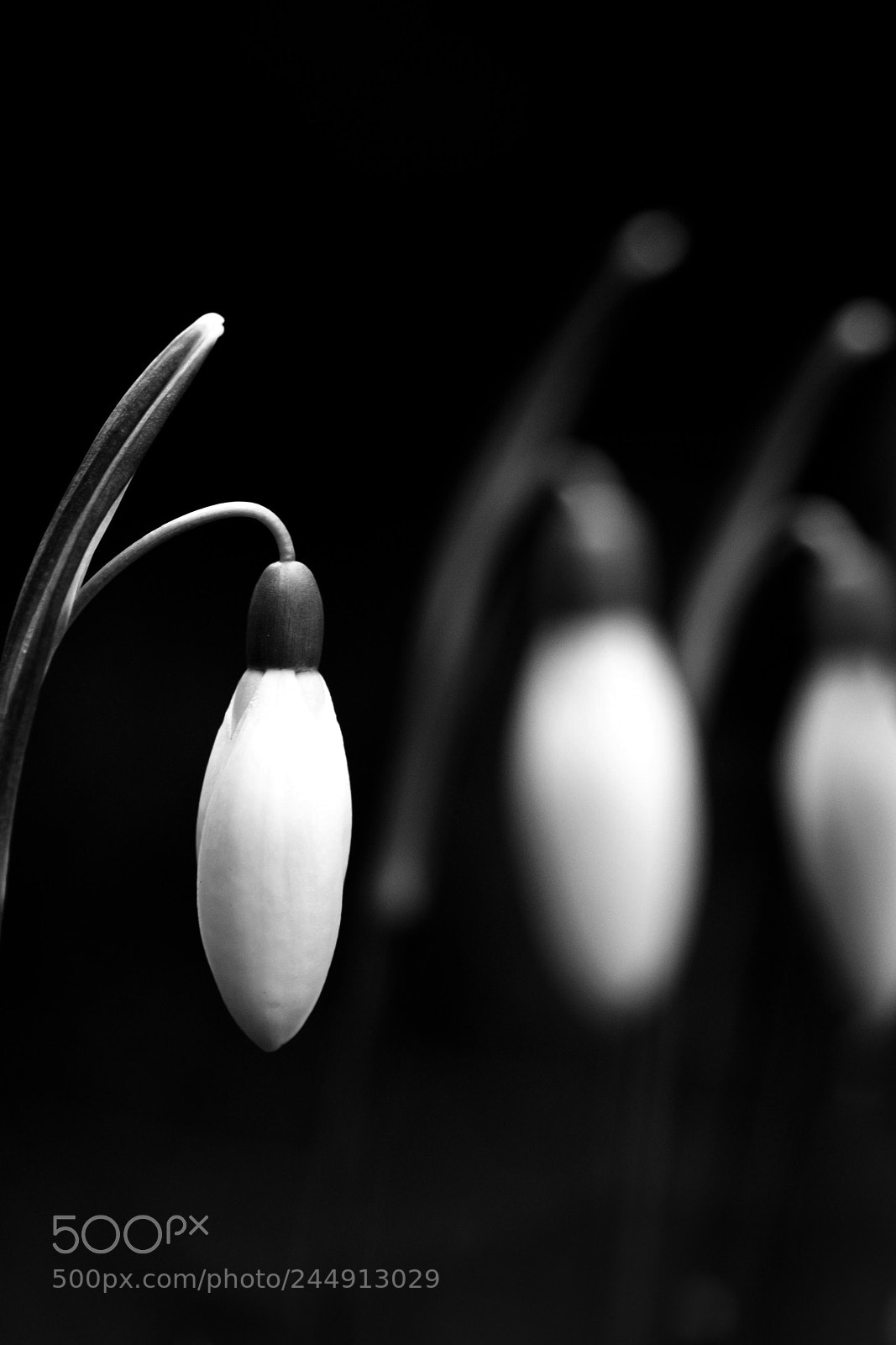 Fujifilm X-T2 sample photo. Spring snowflake photography