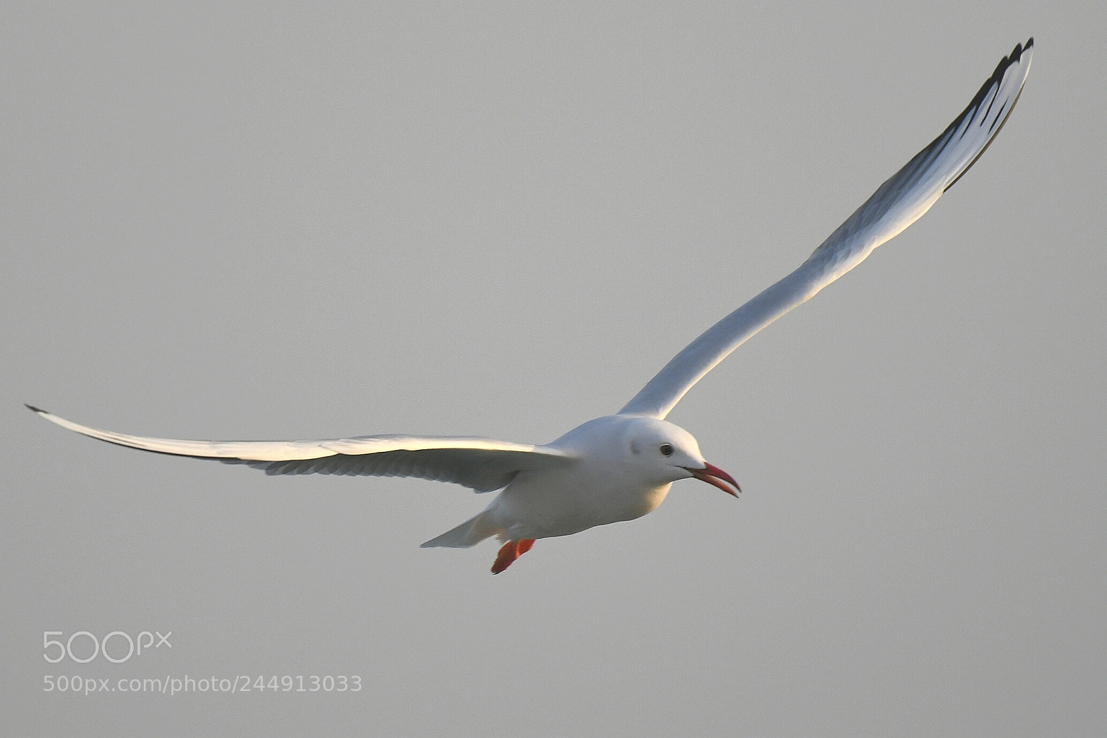 Nikon AF-S Nikkor 200-500mm F5.6E ED VR sample photo. Gull photography