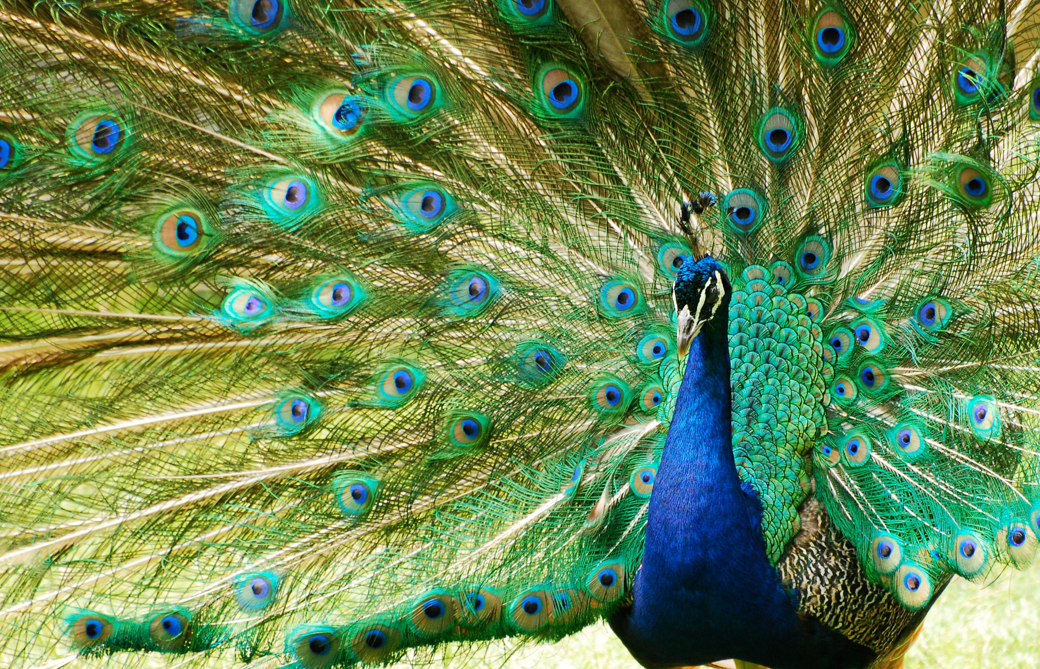 Nikon D80 sample photo. Peacock at bronx zoo ny. hand held. no filters. photography