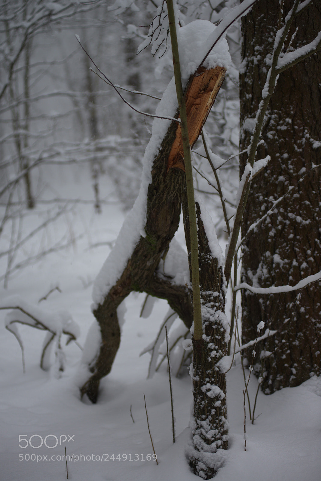 Nikon D600 sample photo. Беда photography
