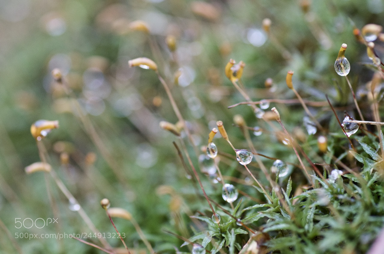 Pentax K-50 sample photo. Drops of time photography