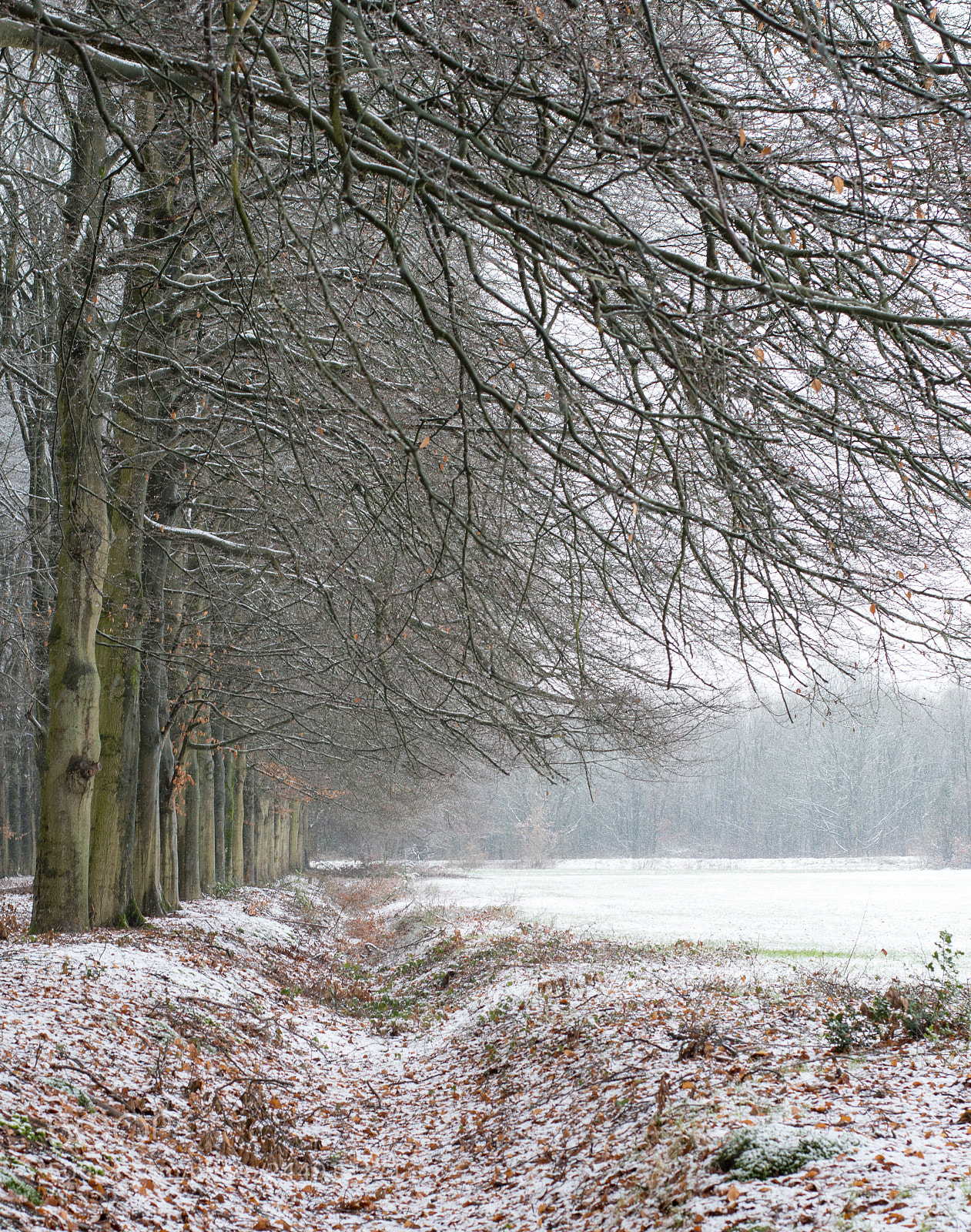 Nikon D500 sample photo. Winter returns photography