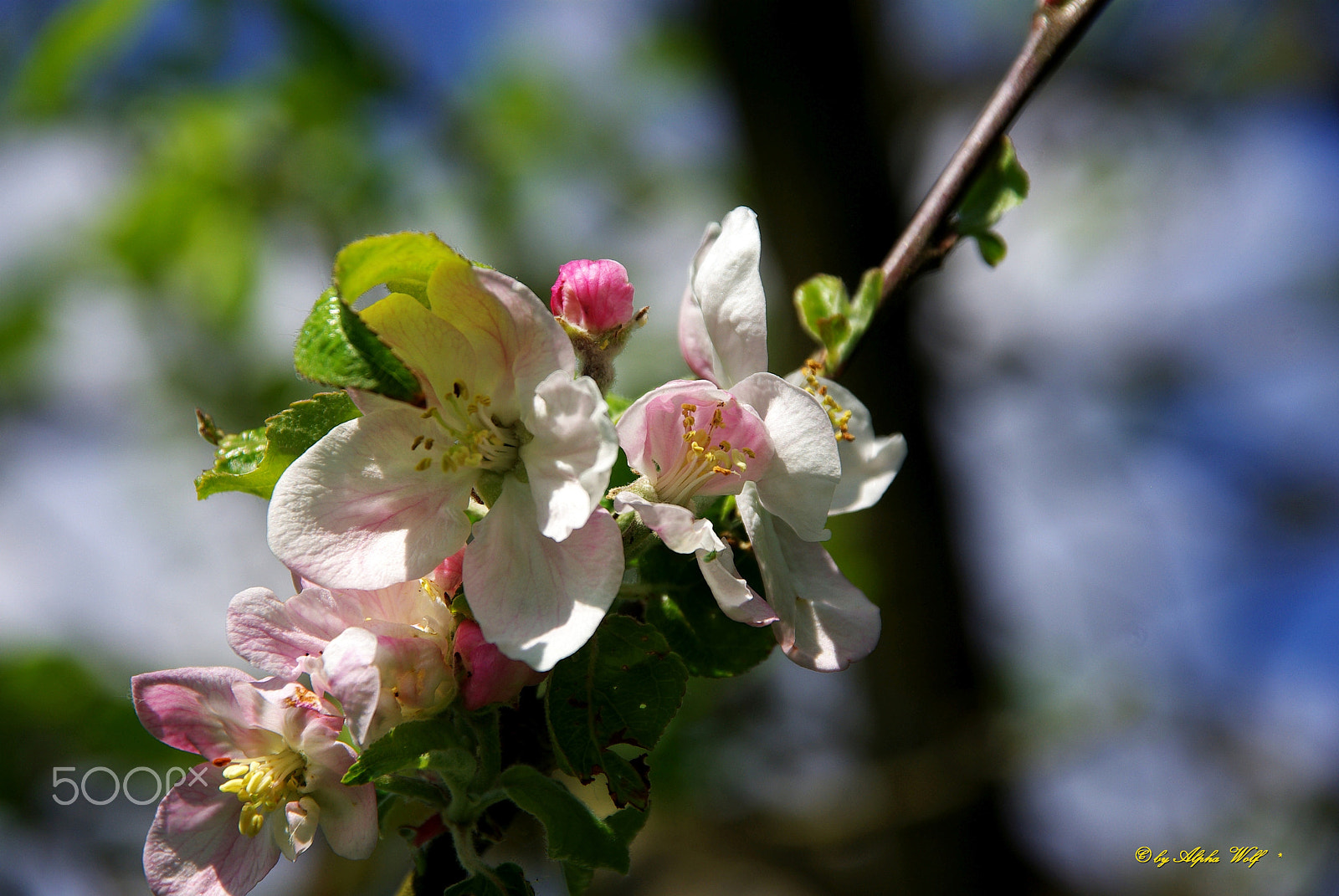 Pentax K10D + Sigma 18-200mm F3.5-6.3 DC sample photo. Apfelblüte im mai photography