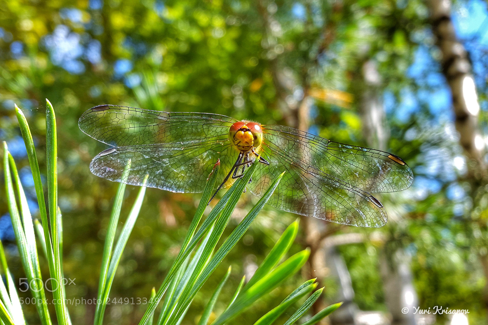 Samsung Galaxy Alpha sample photo. Dragonfly on needles of photography