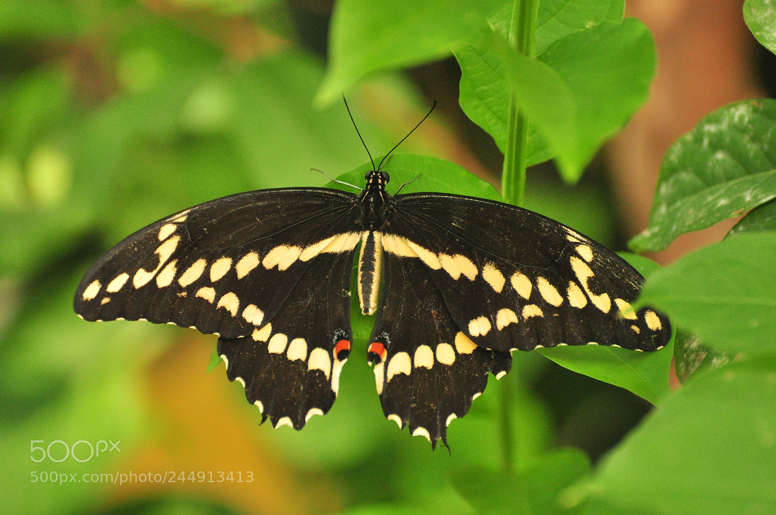 Nikon D90 sample photo. Butterfly garden,bronx ny. hand photography