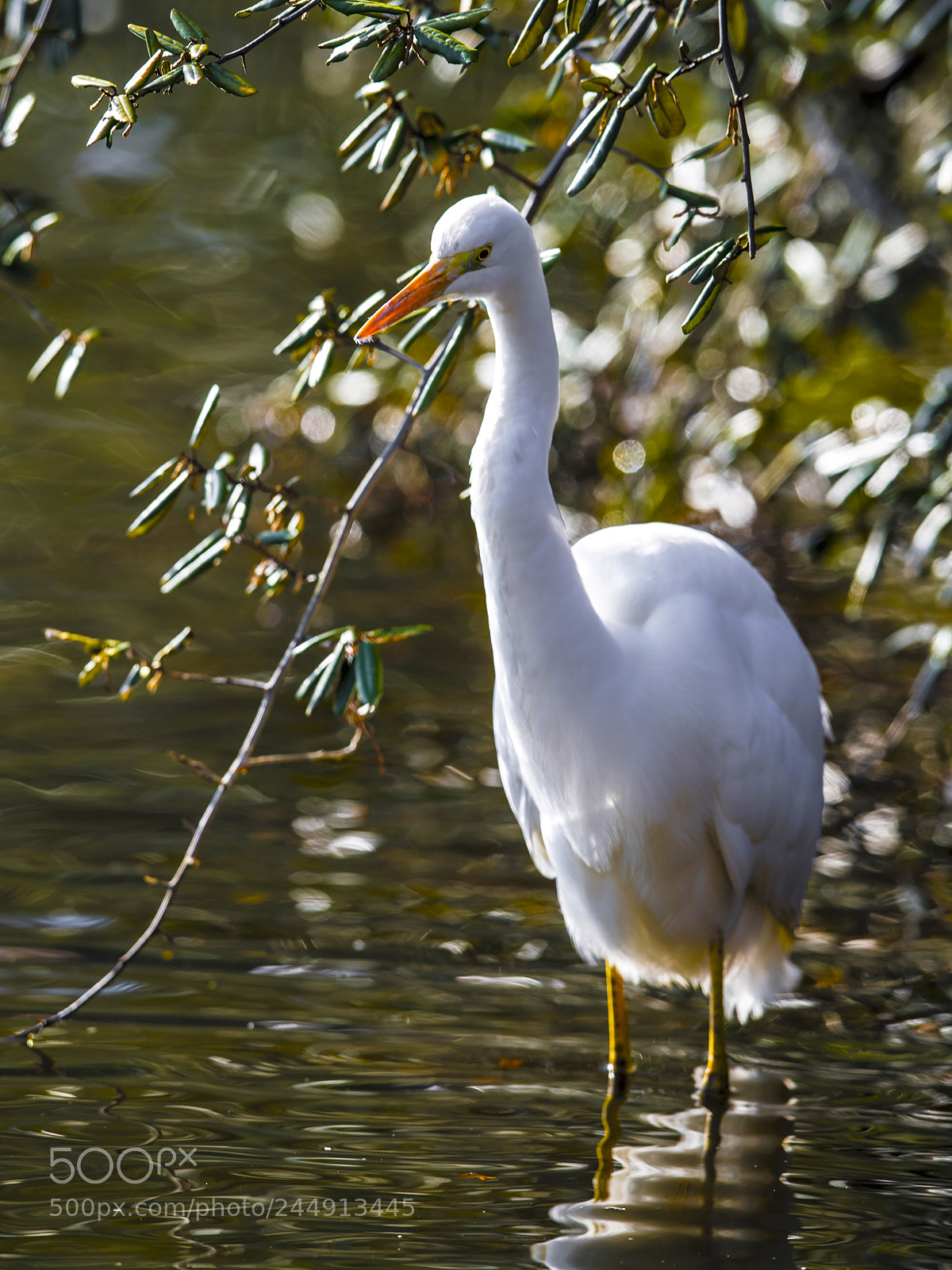 Nikon D5 sample photo. Standing photography
