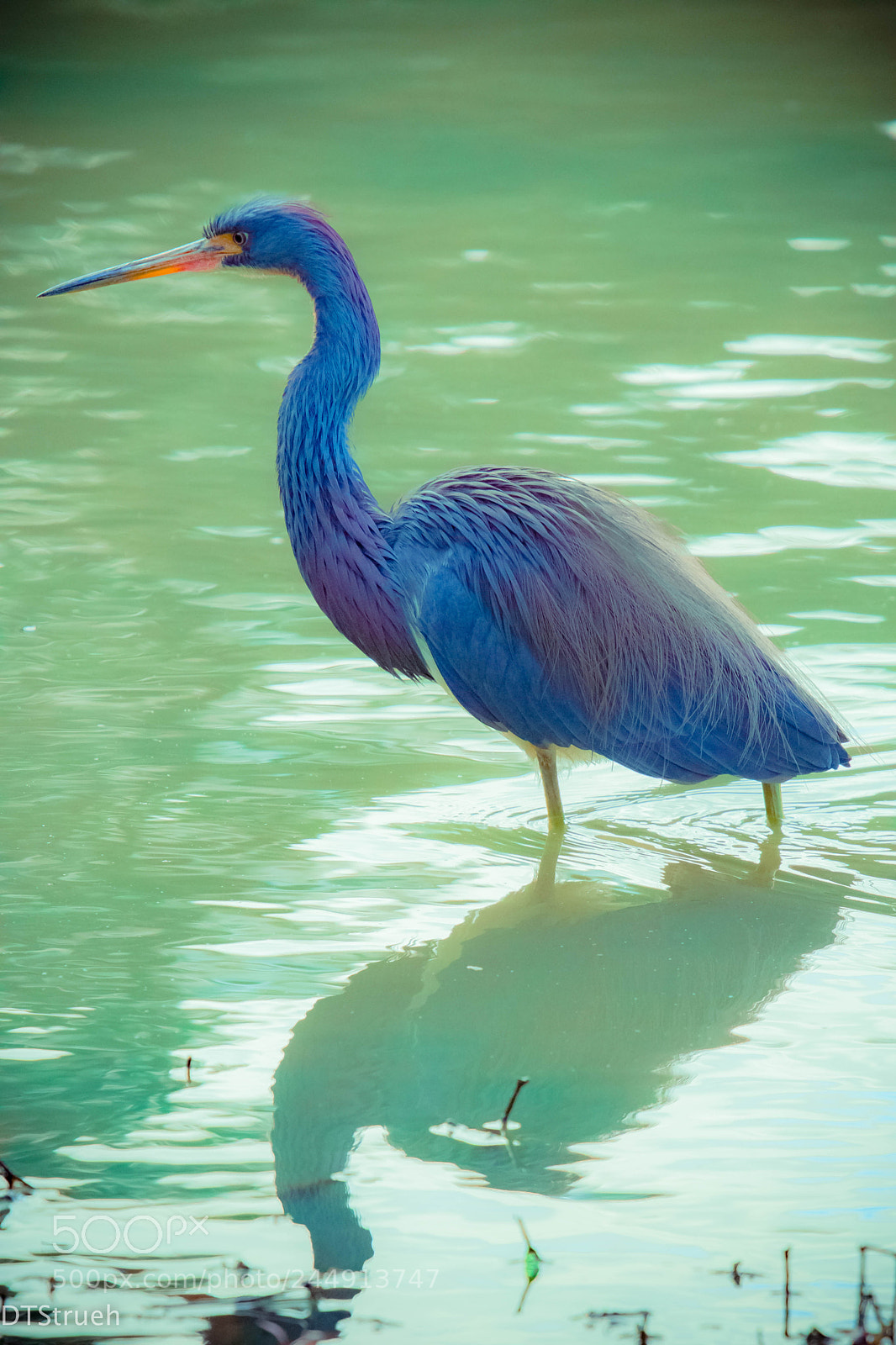 Nikon D7200 sample photo. Blue heron photography