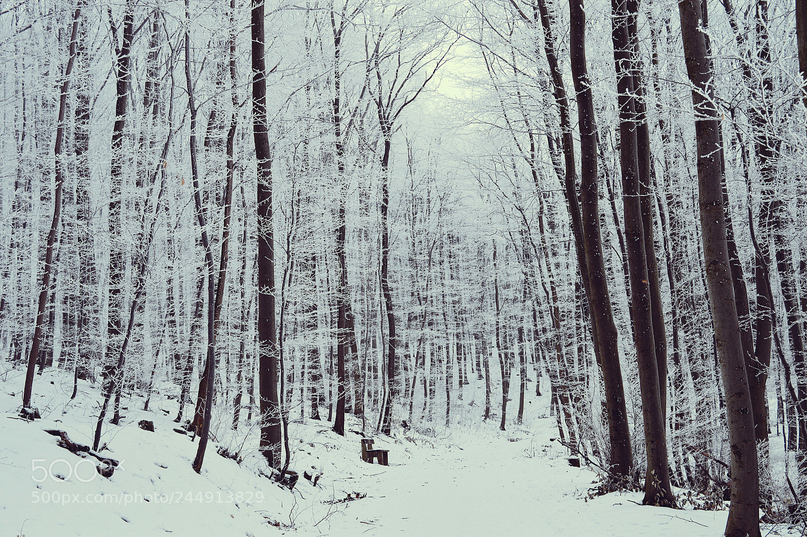 Nikon D3200 sample photo. Winter day photography