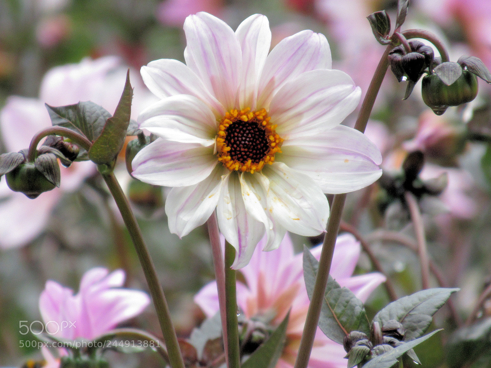 Canon PowerShot SX620 HS sample photo. Bishops flower with buds photography