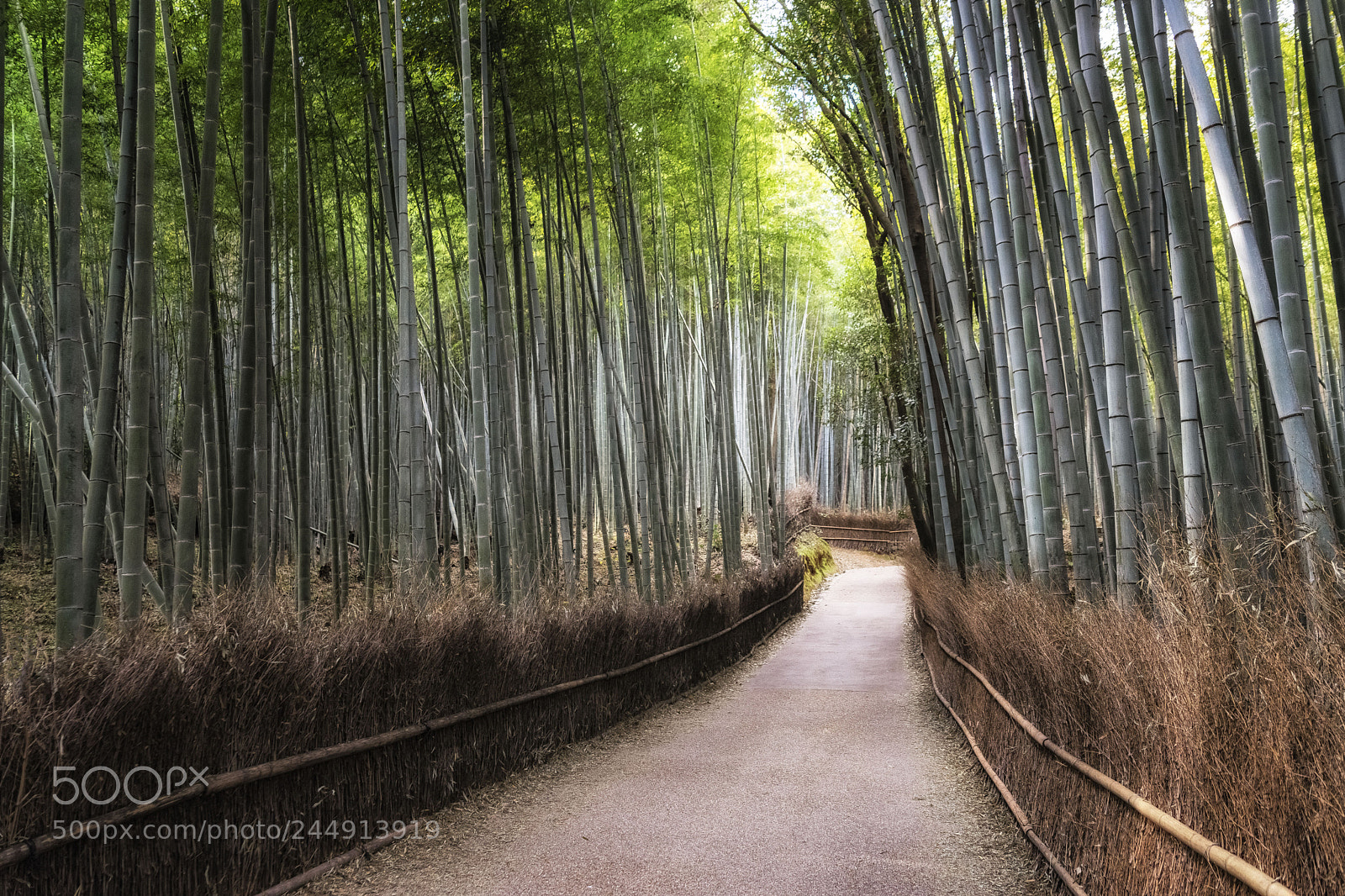 Nikon D610 sample photo. Bamboo grove photography