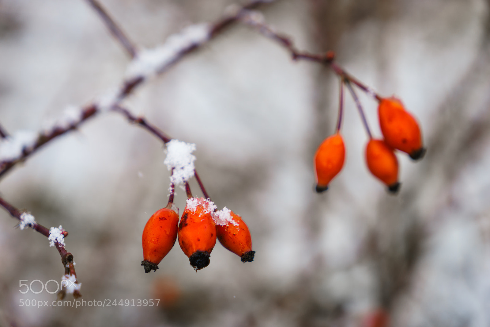 Sony a7 II sample photo. Rose hip in winter photography
