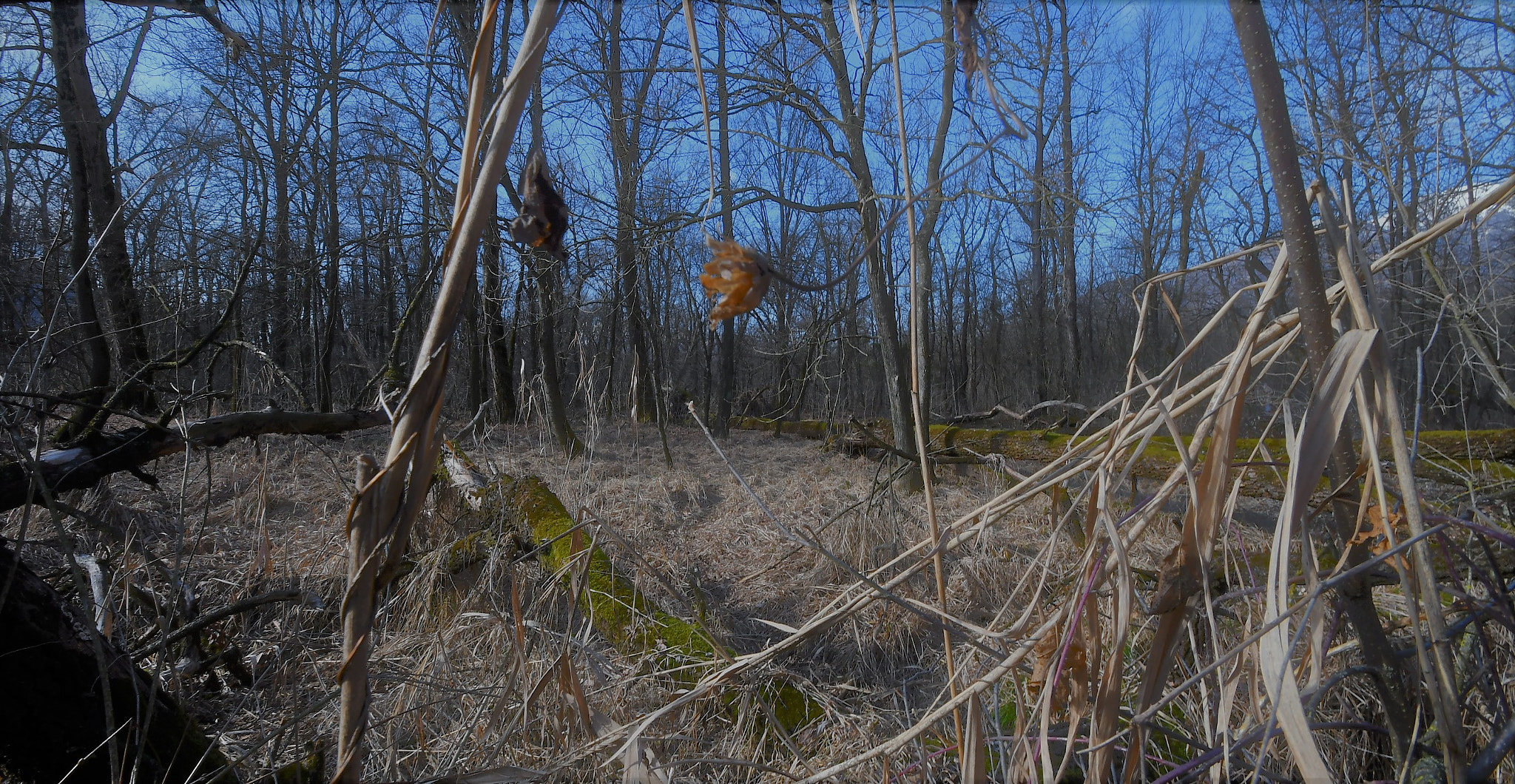 Nikon D500 sample photo. Nel bosco photography