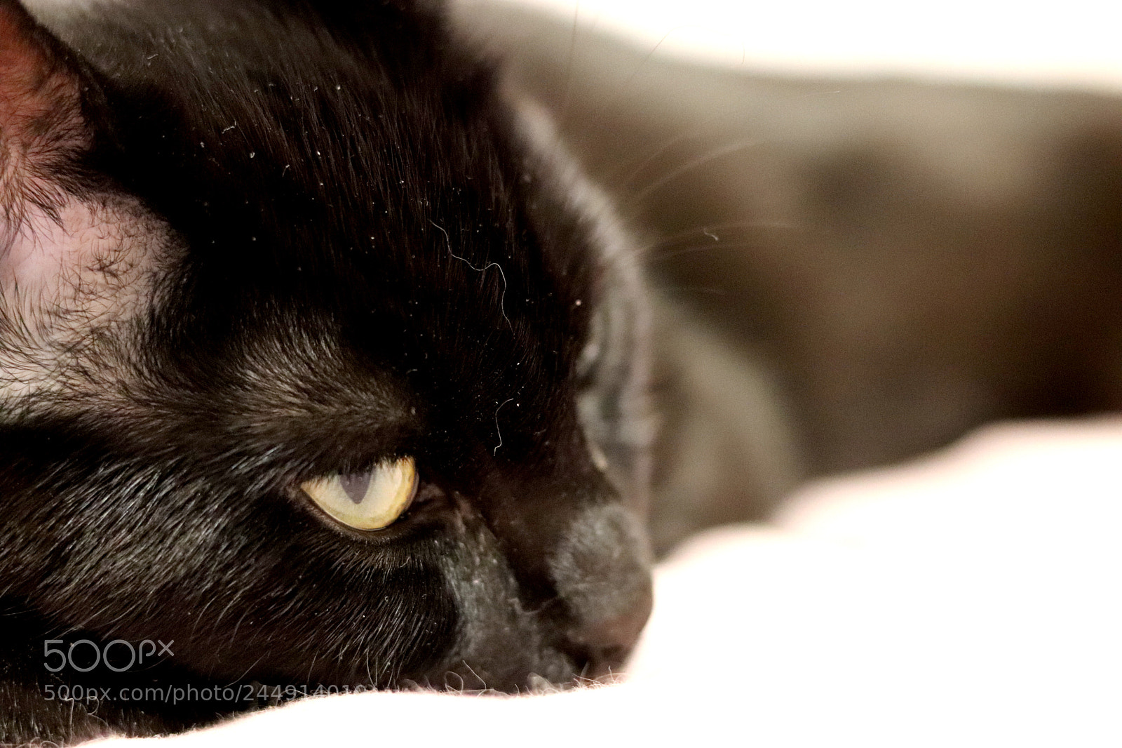 Canon EOS 77D (EOS 9000D / EOS 770D) sample photo. Unhappy photography