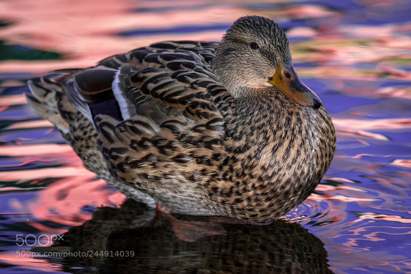 Nikon D500 sample photo. _rob8550-2.jpg photography