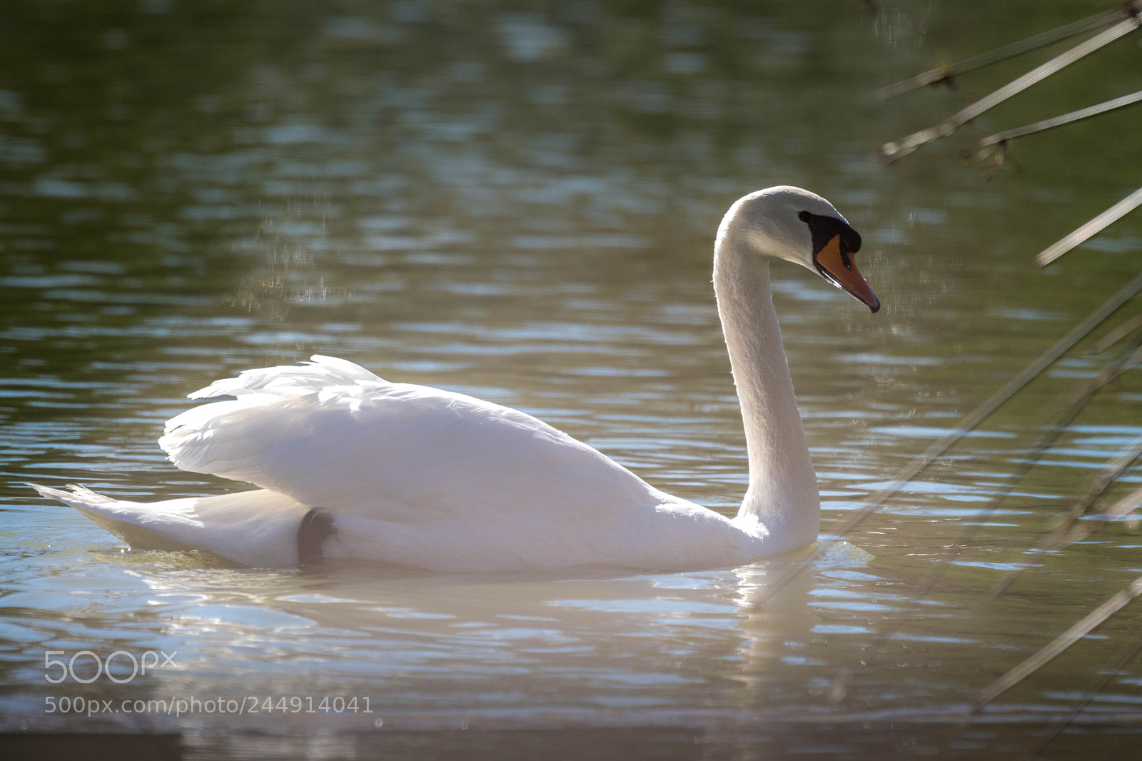 Nikon D500 sample photo. _rob8452-2.jpg photography